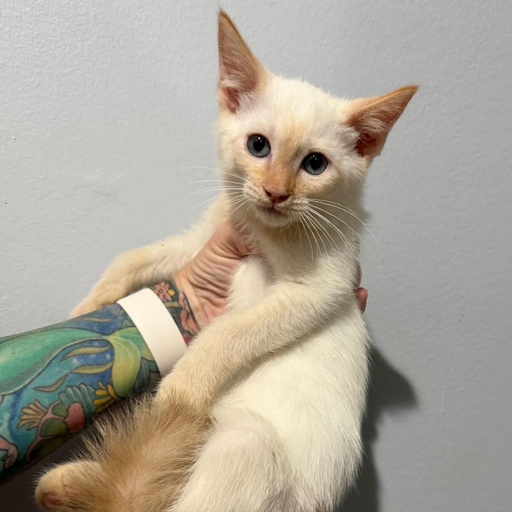 Cooper, Adoptable, Kitten Male Siamese.