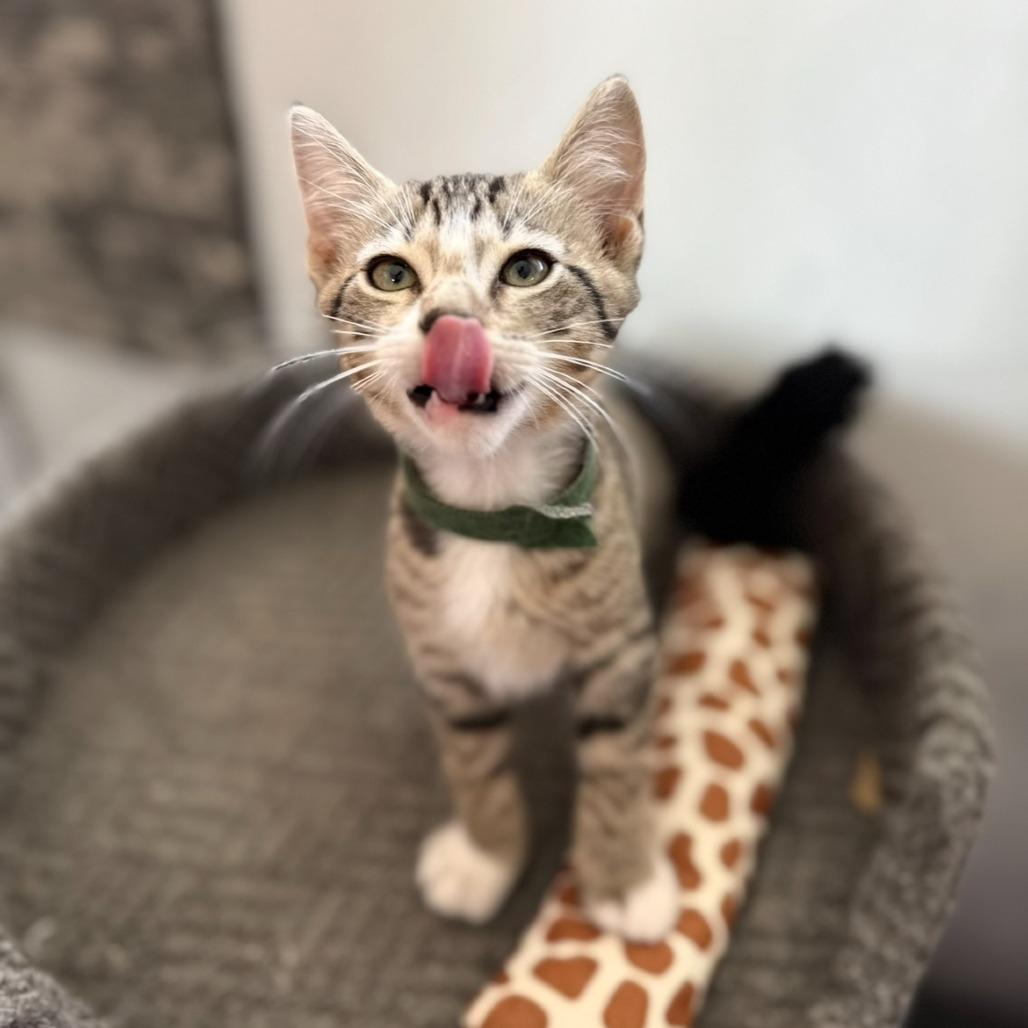 Boots IV 25-119, Adoptable, Kitten Male Domestic Short Hair.