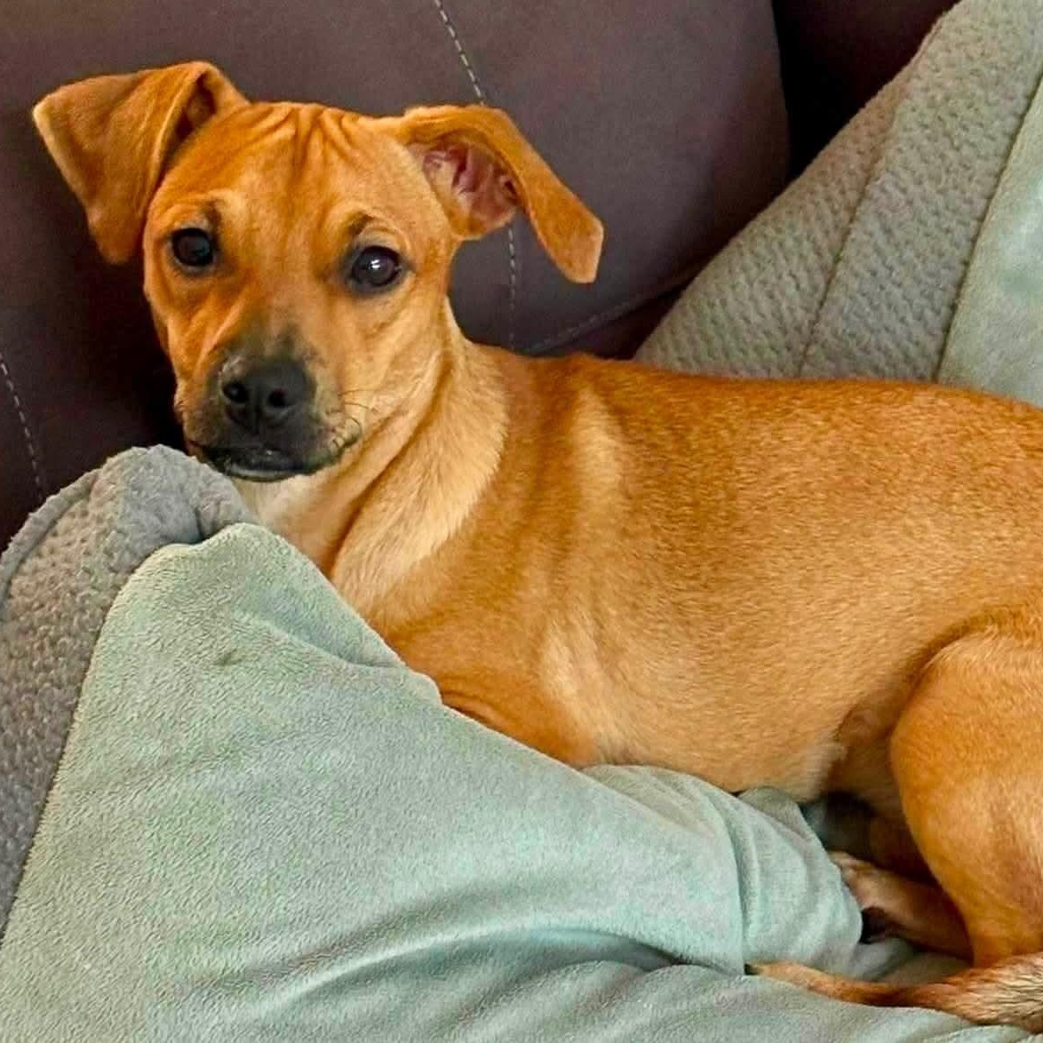 Cinnamon, an adopted mixed breed in West Haven, CT image 2/3