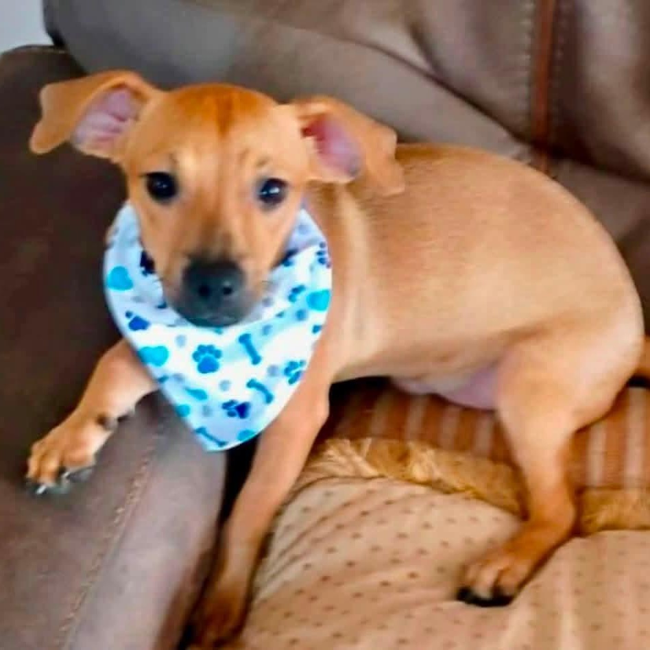 Cinnamon, an adopted mixed breed in West Haven, CT image 3/3