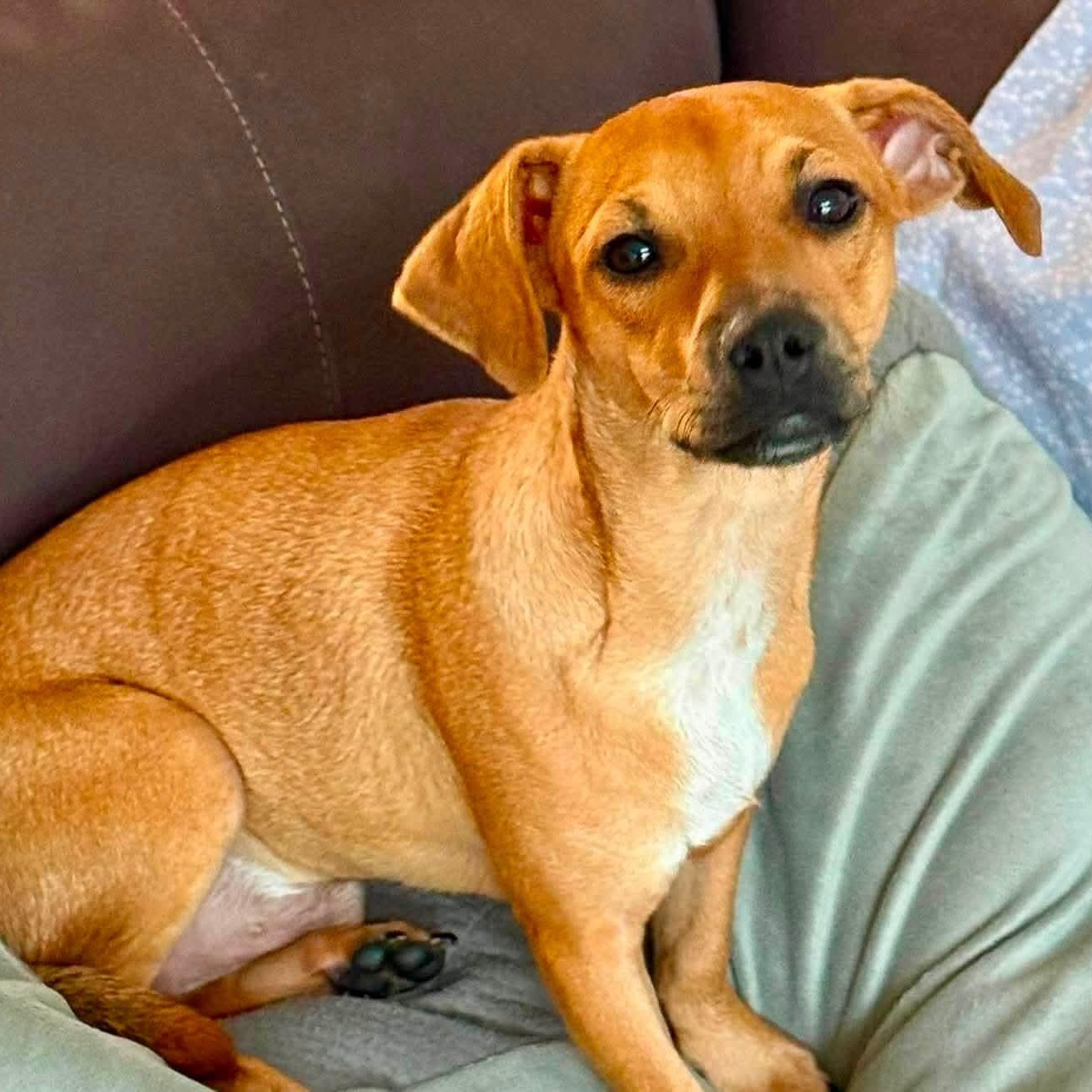 Cinnamon, an adopted mixed breed in West Haven, CT image 1/3