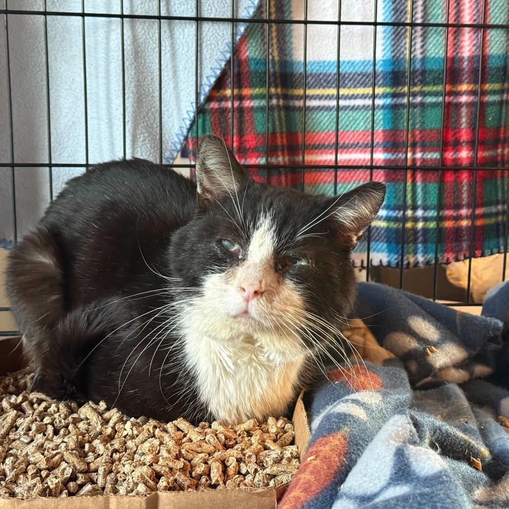 Enlarge Merlin, a Adoptable Domestic Short Hair in Oak Hill, WV image 1/1