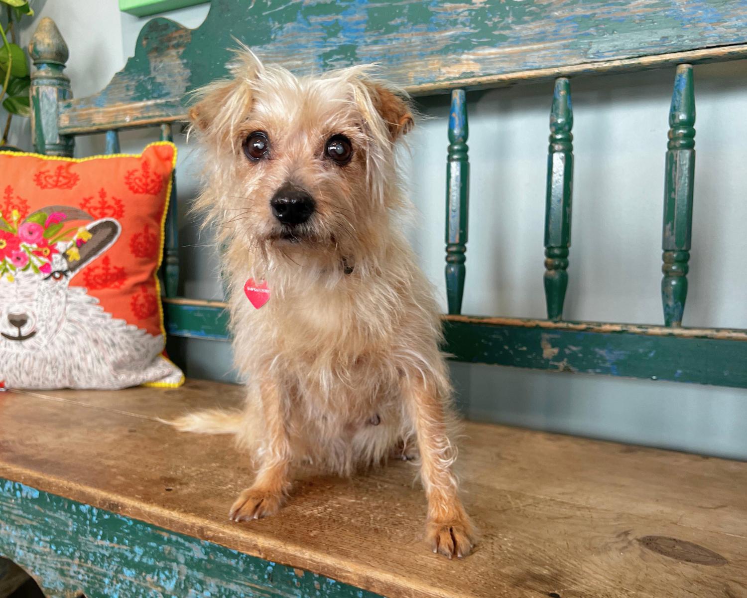 Enlarge Chicken, a ADOPTABLE mixed breed in San Antonio, TX image 1/4