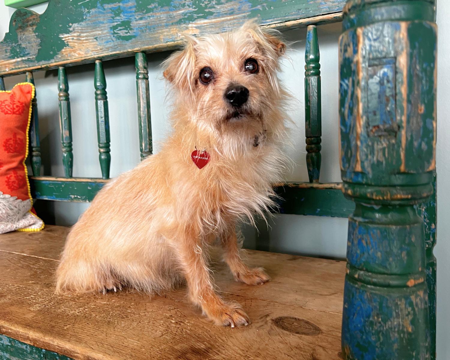 Enlarge Chicken, a ADOPTABLE mixed breed in San Antonio, TX image 2/4