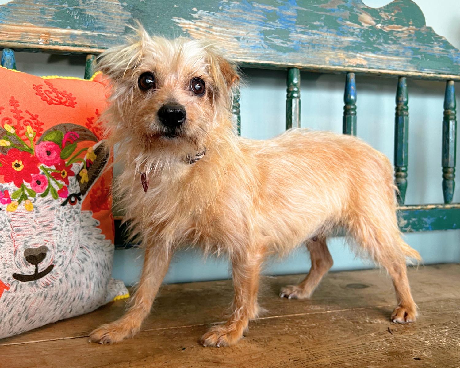 Enlarge Chicken, a ADOPTABLE mixed breed in San Antonio, TX image 3/4