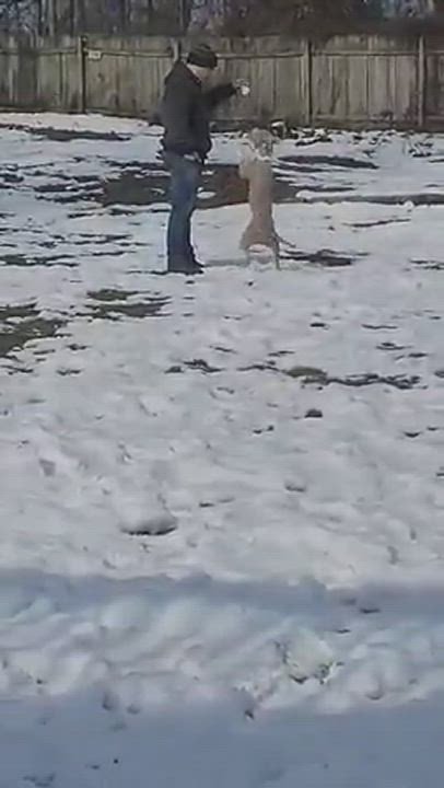 Enlarge Gracie, a Adopted mixed breed in Fredericksburg, VA video 6/11