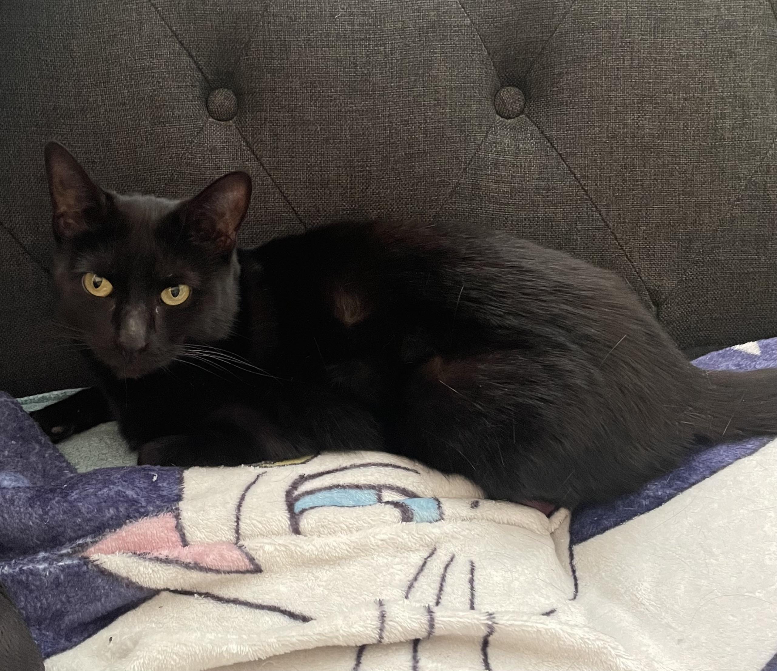 Enlarge Ravyn Lee, a Adoptable Domestic Short Hair in Los Angeles, CA image 6/6