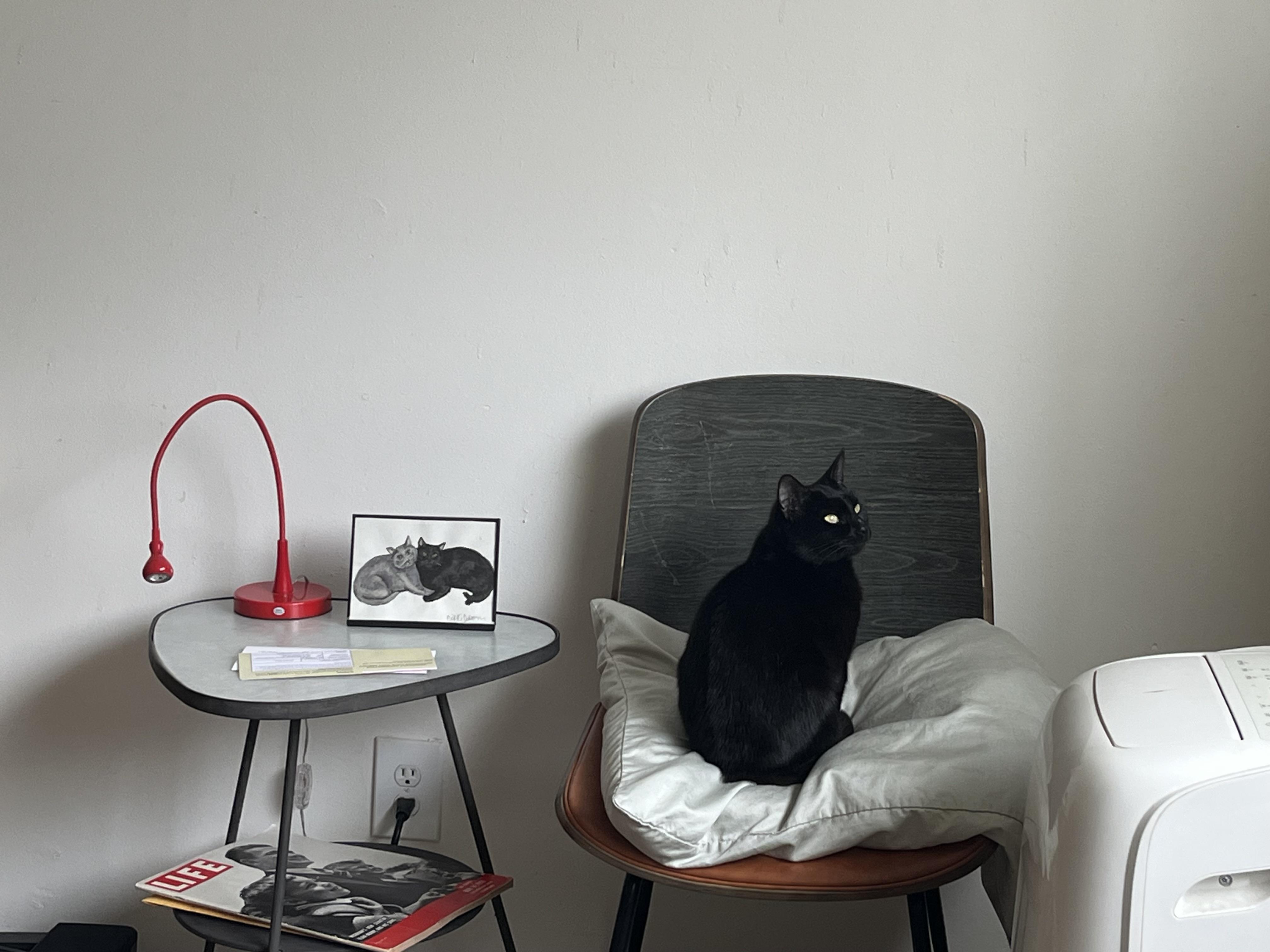 Enlarge Ravyn Lee, a Adoptable Domestic Short Hair in Los Angeles, CA image 3/6