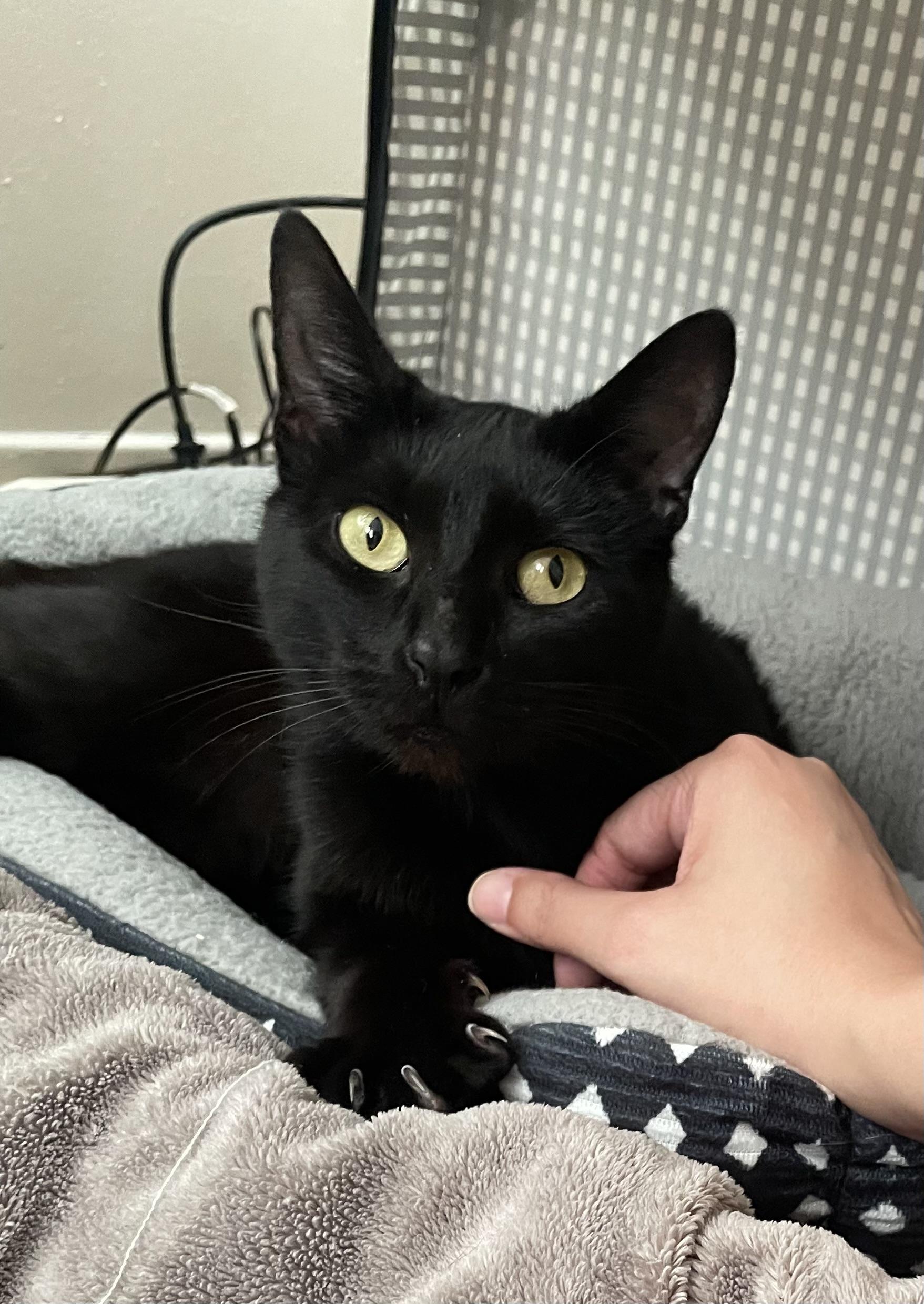 Ravyn Lee, Adoptable, Adult Female Domestic Short Hair.