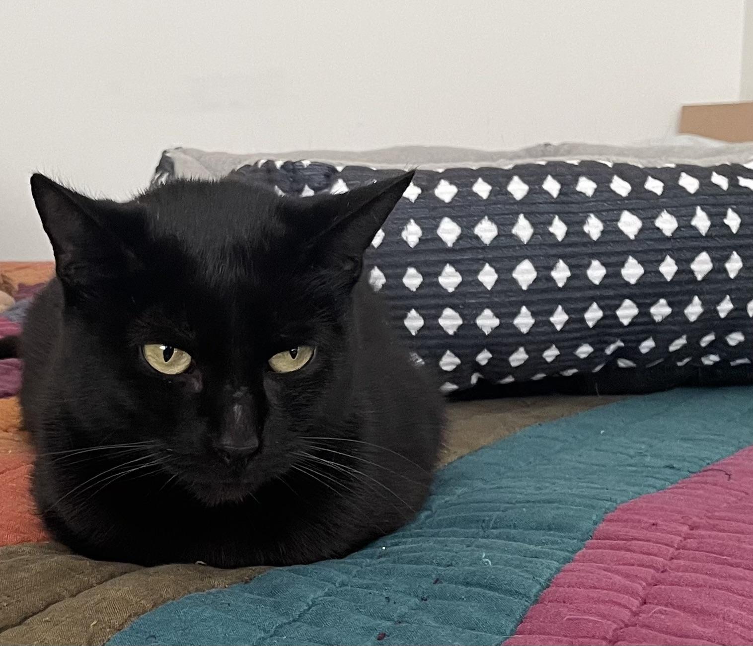 Enlarge Ravyn Lee, a Adoptable Domestic Short Hair in Los Angeles, CA image 5/6