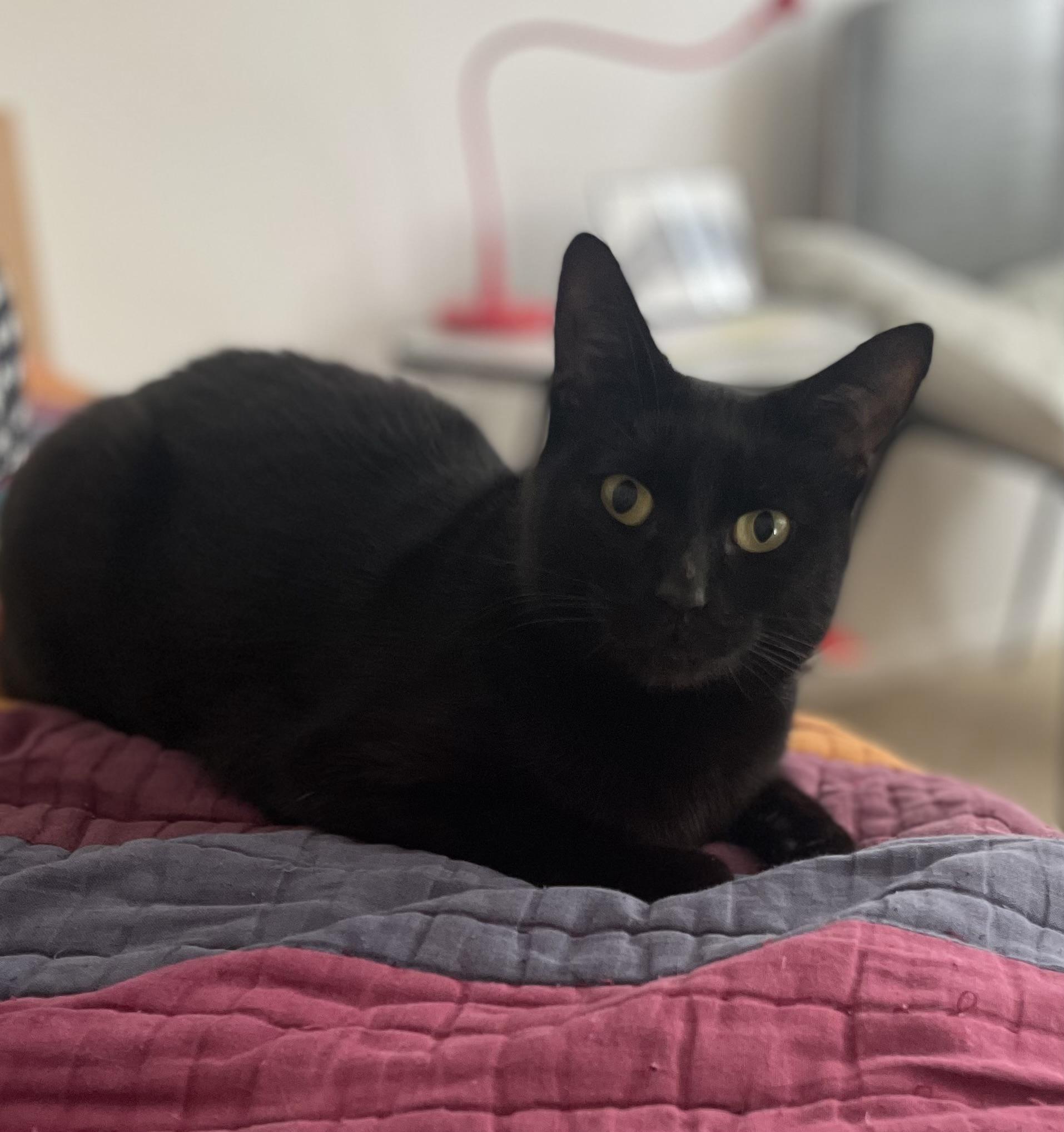 Enlarge Ravyn Lee, a Adoptable Domestic Short Hair in Los Angeles, CA image 2/6