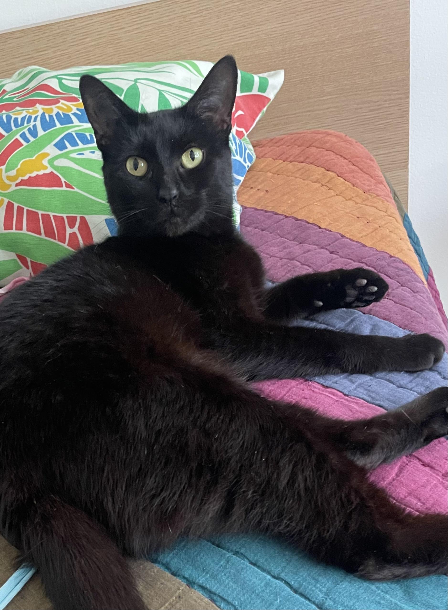 Enlarge Ravyn Lee, a Adoptable Domestic Short Hair in Los Angeles, CA image 4/6