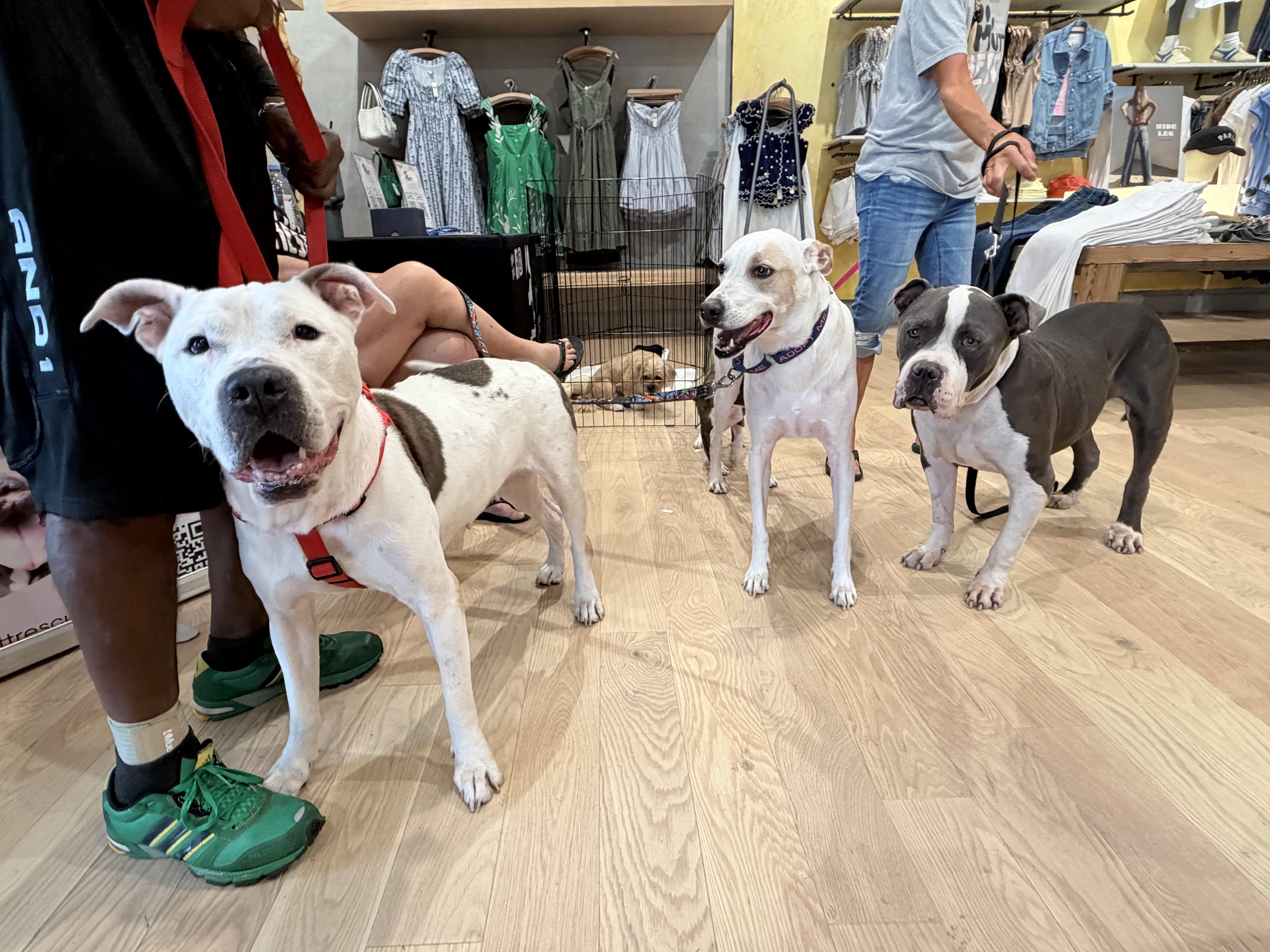 Enlarge Gomez, a ADOPTABLE American Staffordshire Terrier in Palm springs, FL image 2/2