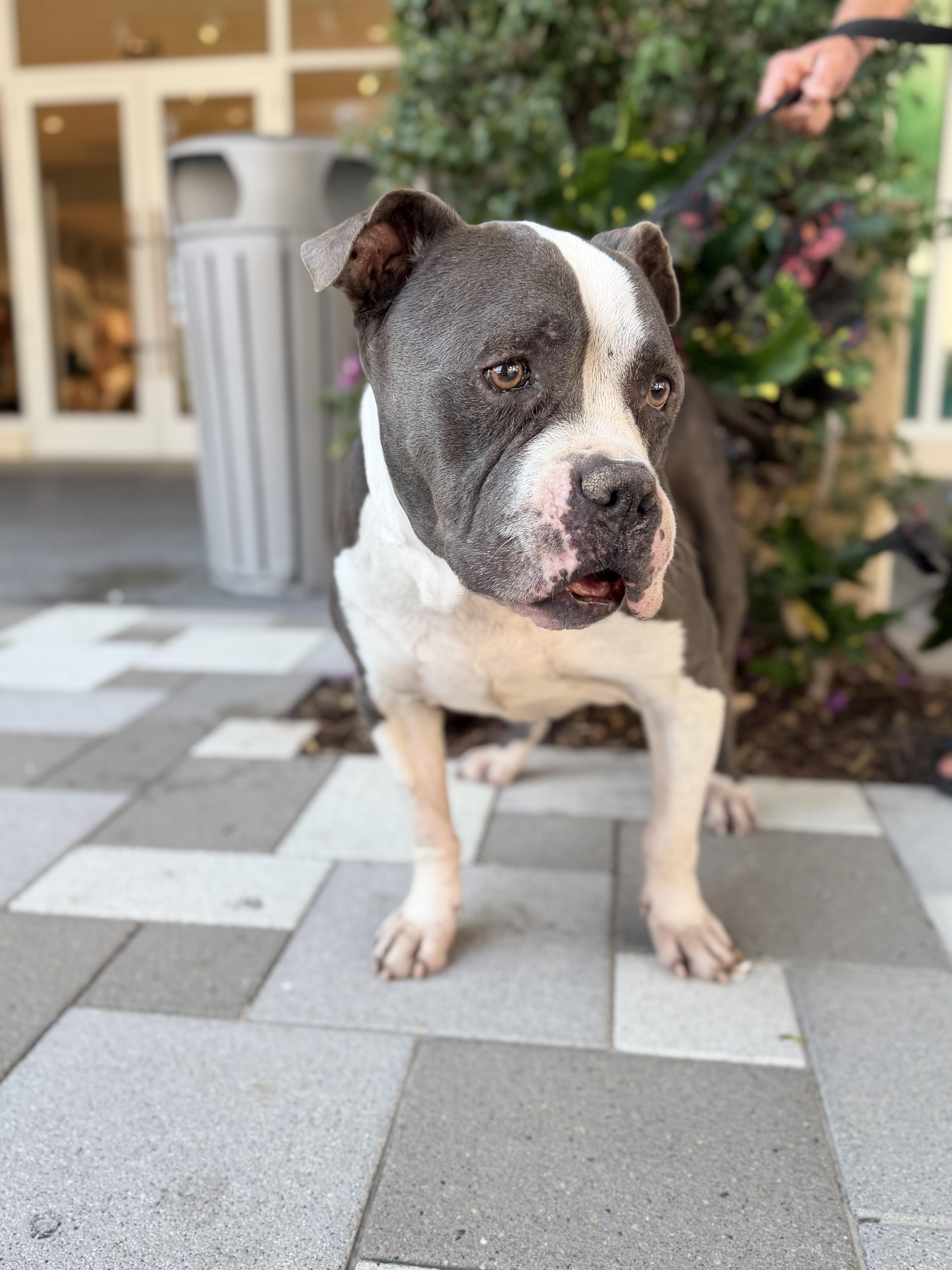 Enlarge Gomez, a ADOPTABLE American Staffordshire Terrier in Palm springs, FL image 1/2