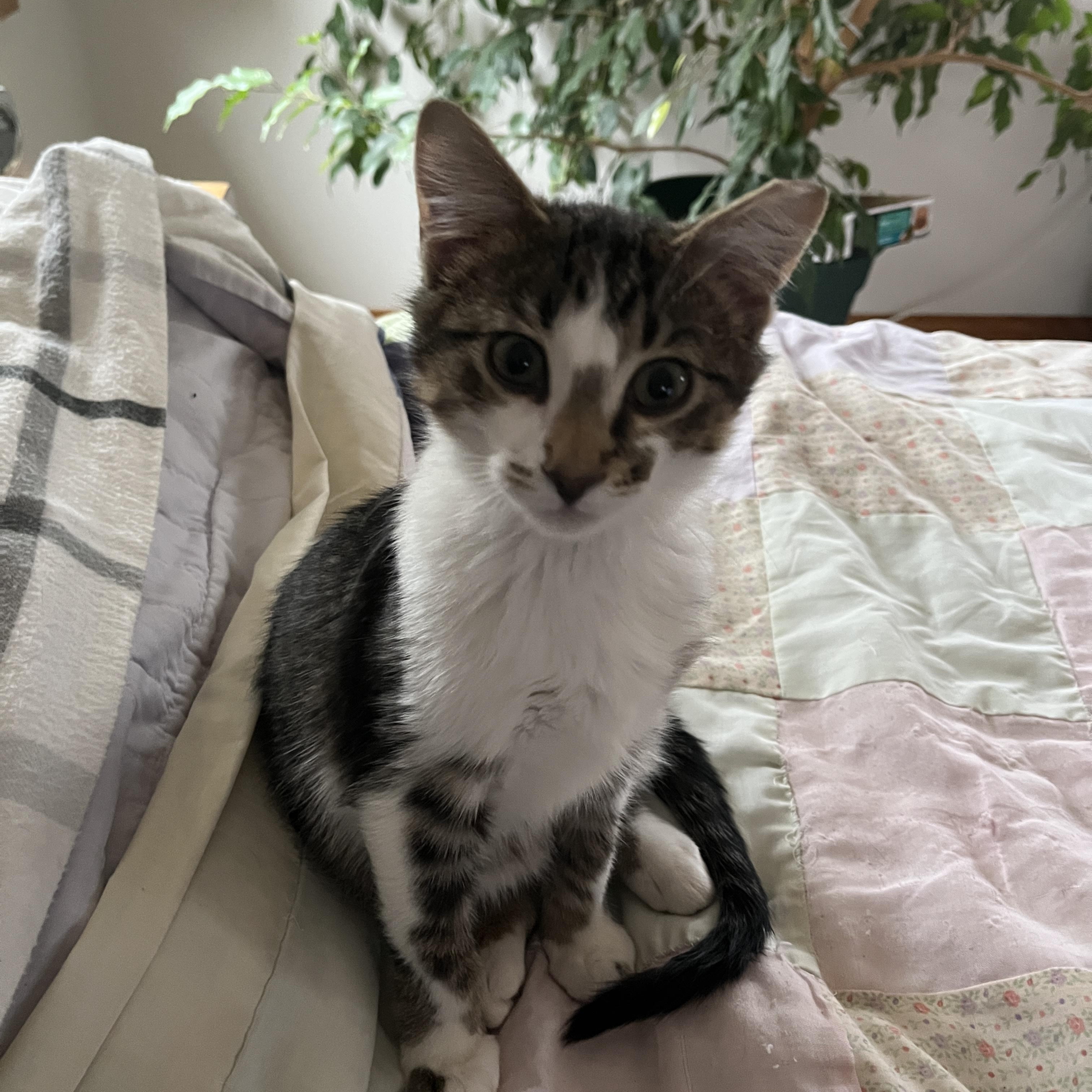 Illiad (bonded with Odyssey), Adoptable, Young Male Domestic Short Hair.