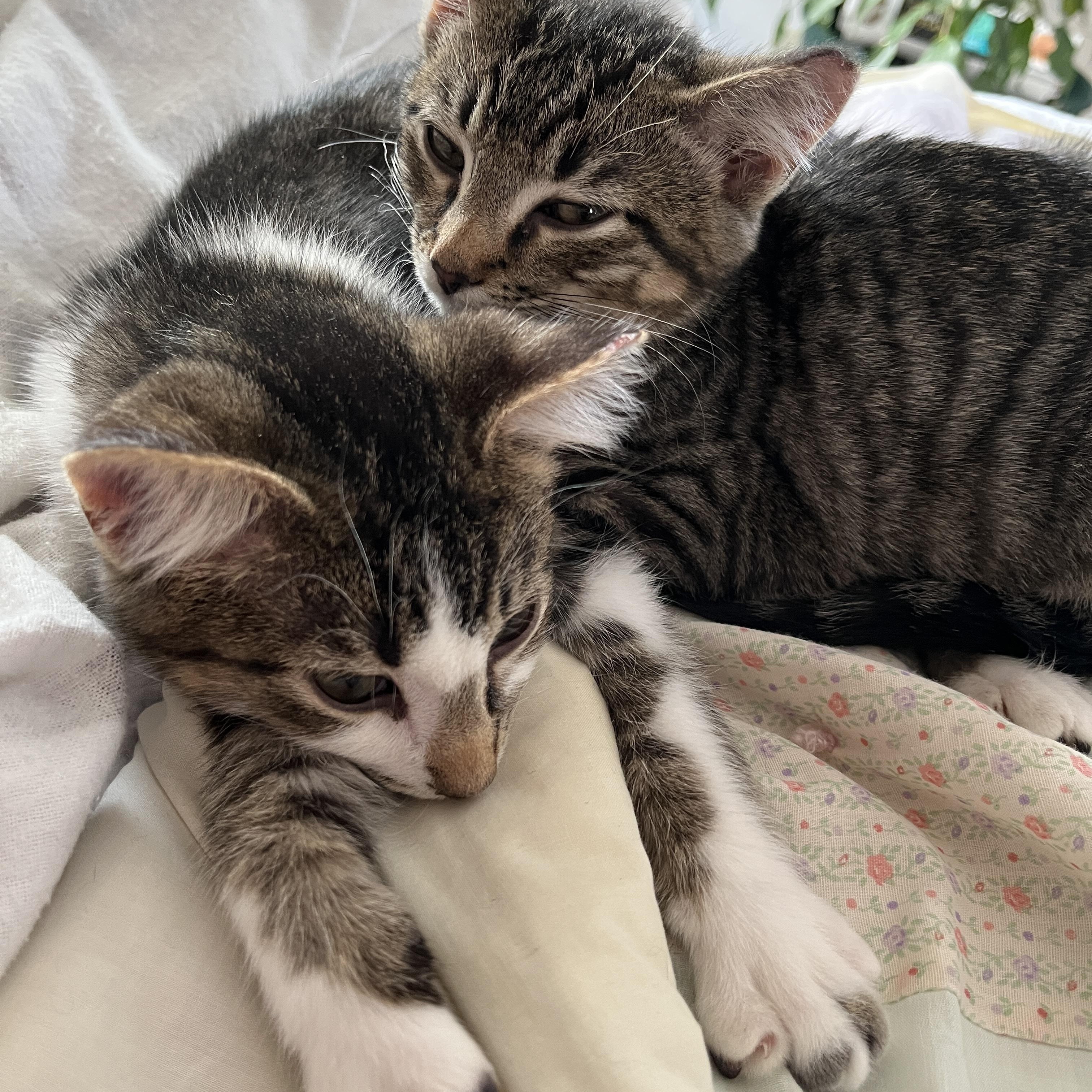 Illiad (bonded with Odyssey), a Adoptable Domestic Short Hair in Wheeling, IL image 3/4