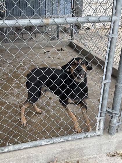 Enlarge Buddy, a Adoptable mixed breed in Vincennes, IN image 1/1