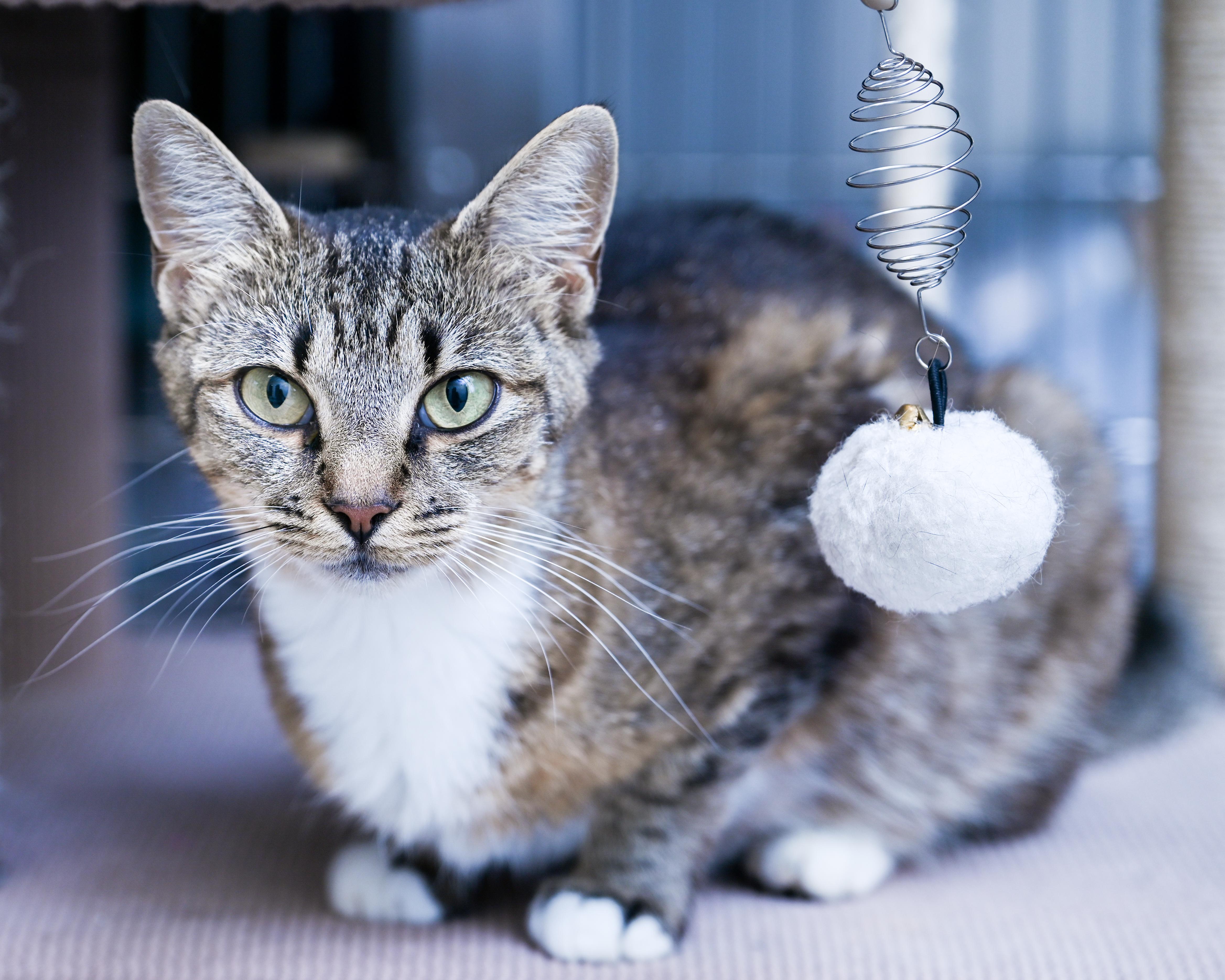 Mahjong, a ADOPTABLE mixed breed in Chattanooga, TN image 1/5
