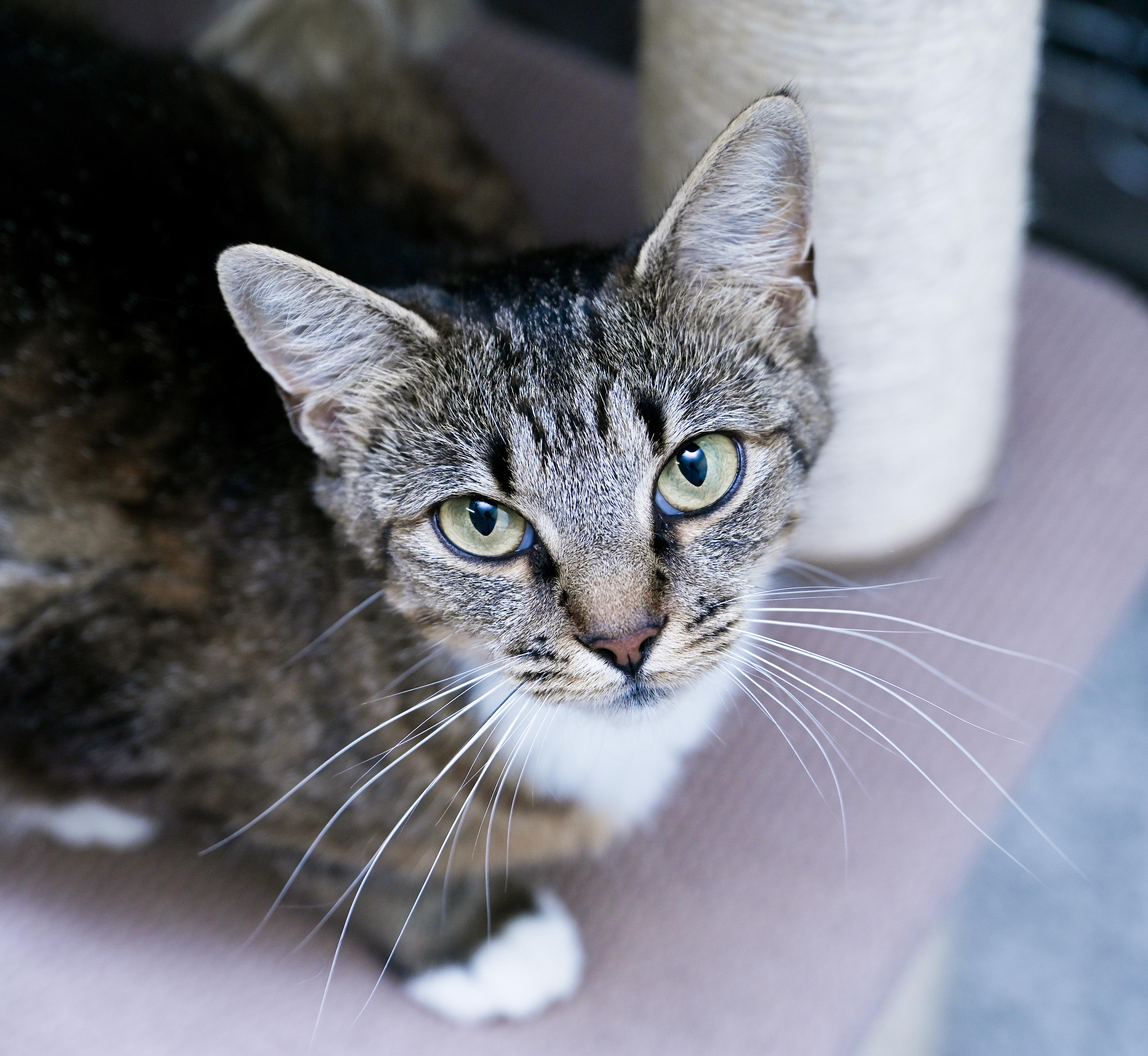 Mahjong, a ADOPTABLE mixed breed in Chattanooga, TN image 4/5
