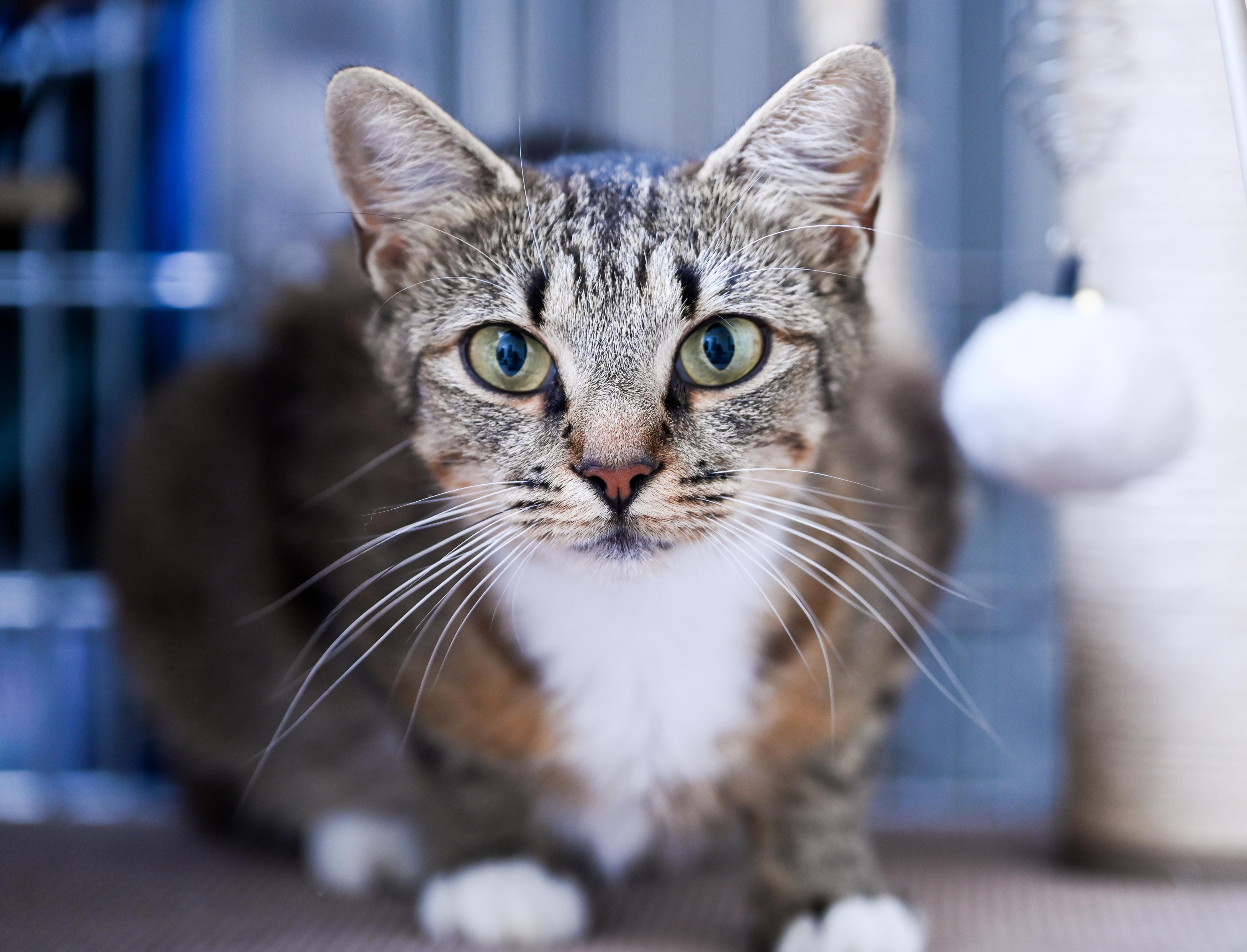 Mahjong, a ADOPTABLE mixed breed in Chattanooga, TN image 3/5