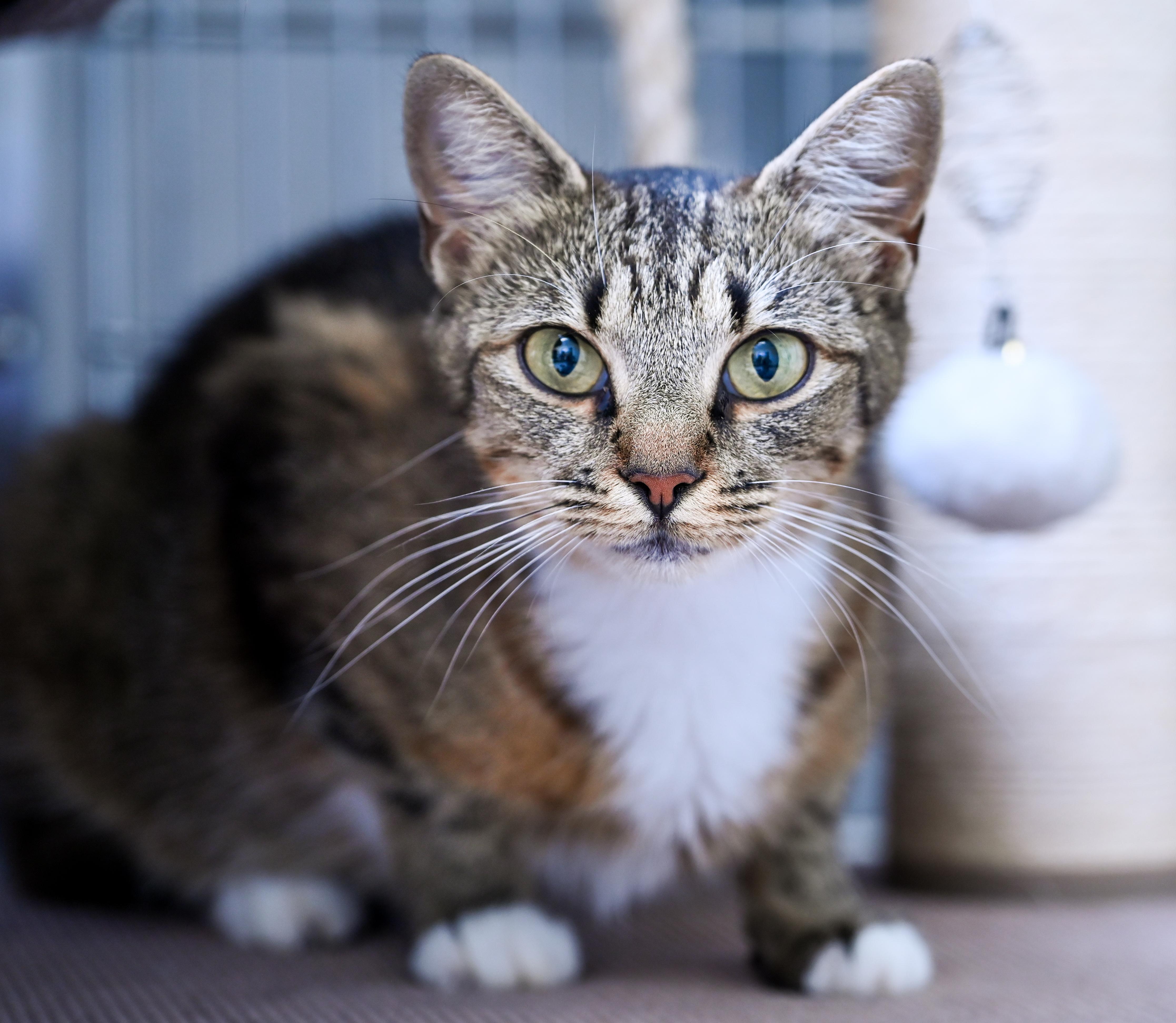 Mahjong, a ADOPTABLE mixed breed in Chattanooga, TN image 2/5