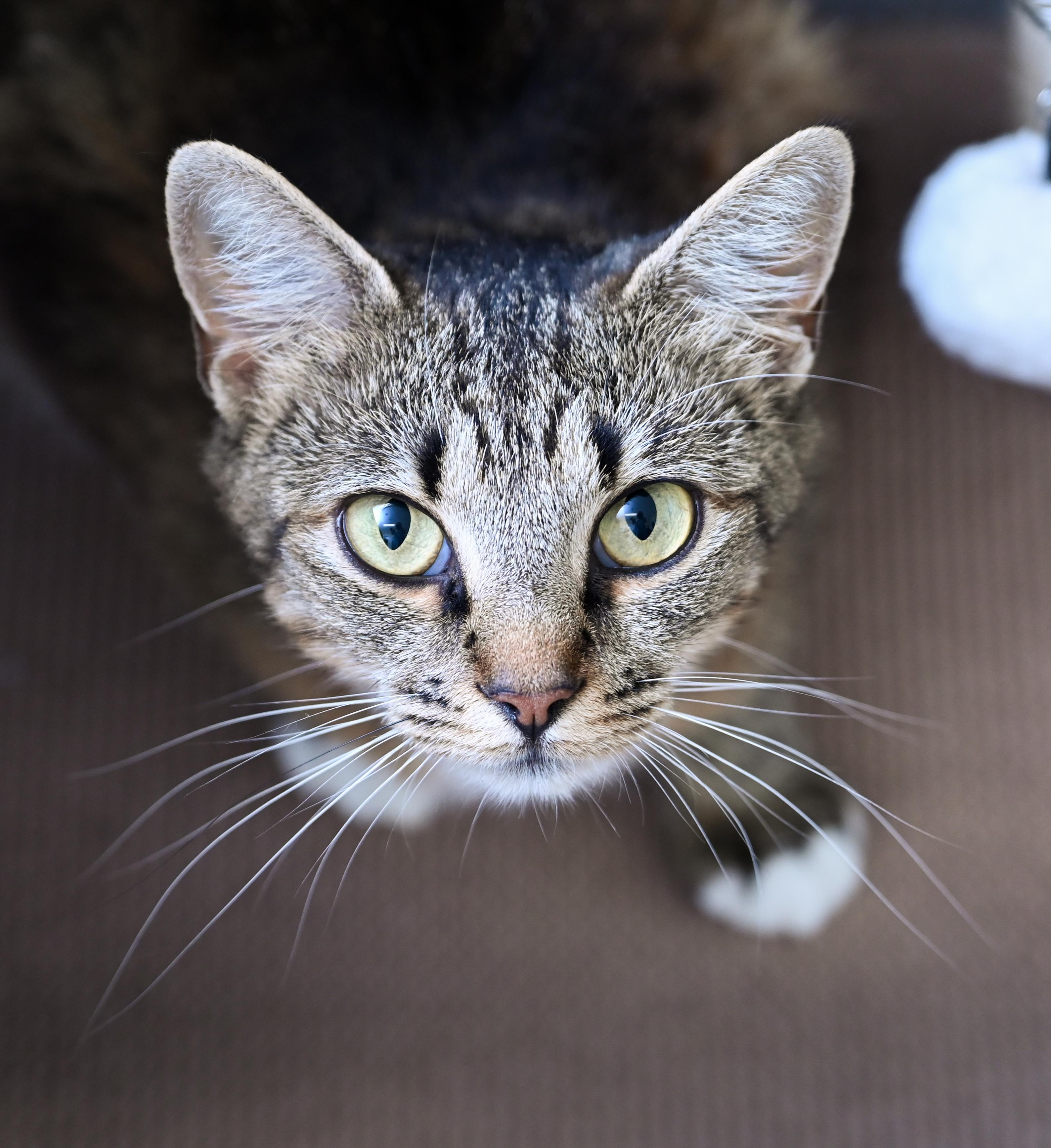 Mahjong, a ADOPTABLE mixed breed in Chattanooga, TN image 5/5