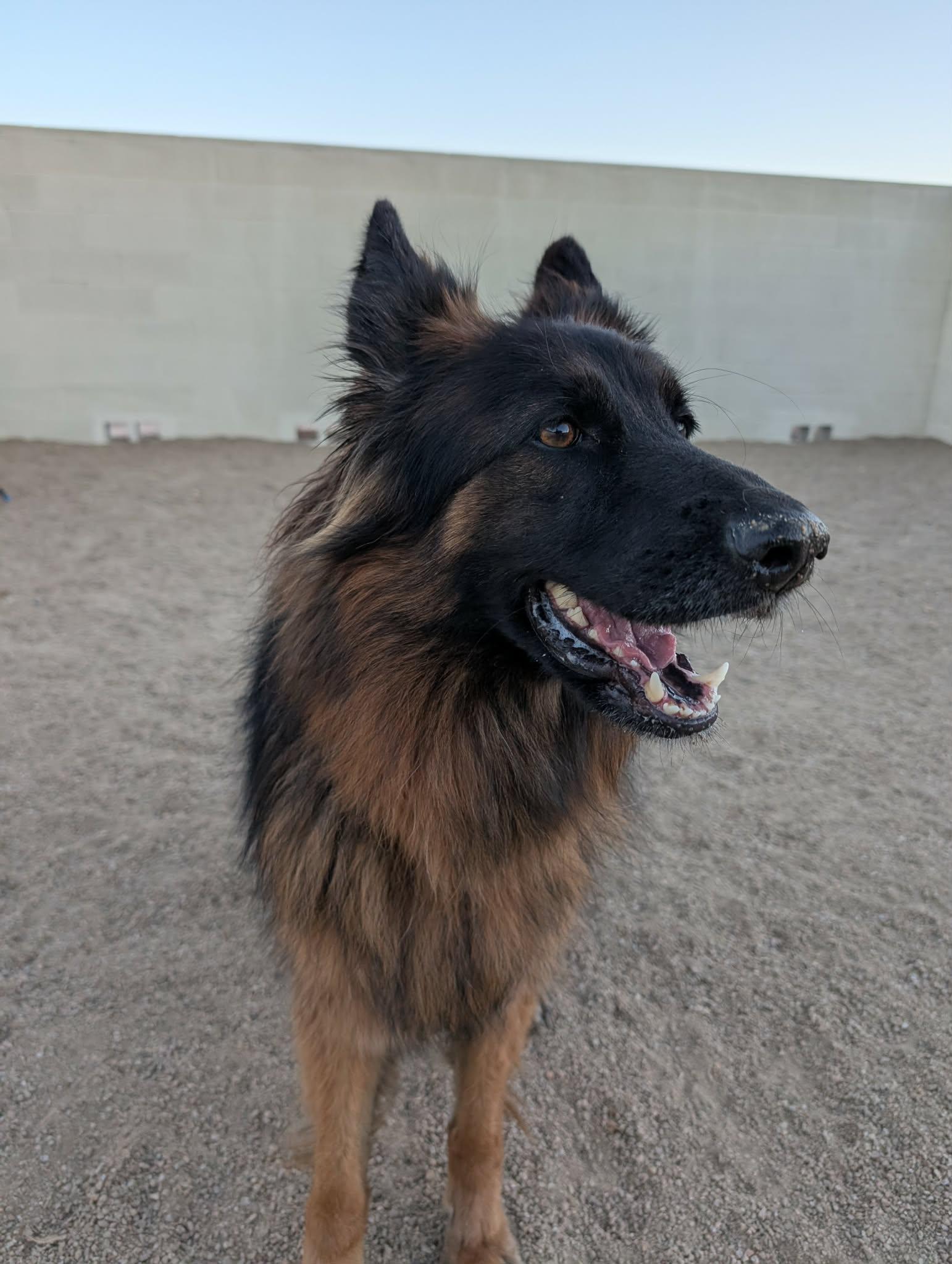 Enlarge Serafina, an adopted German Shepherd Dog in Glendale, AZ image 2/5