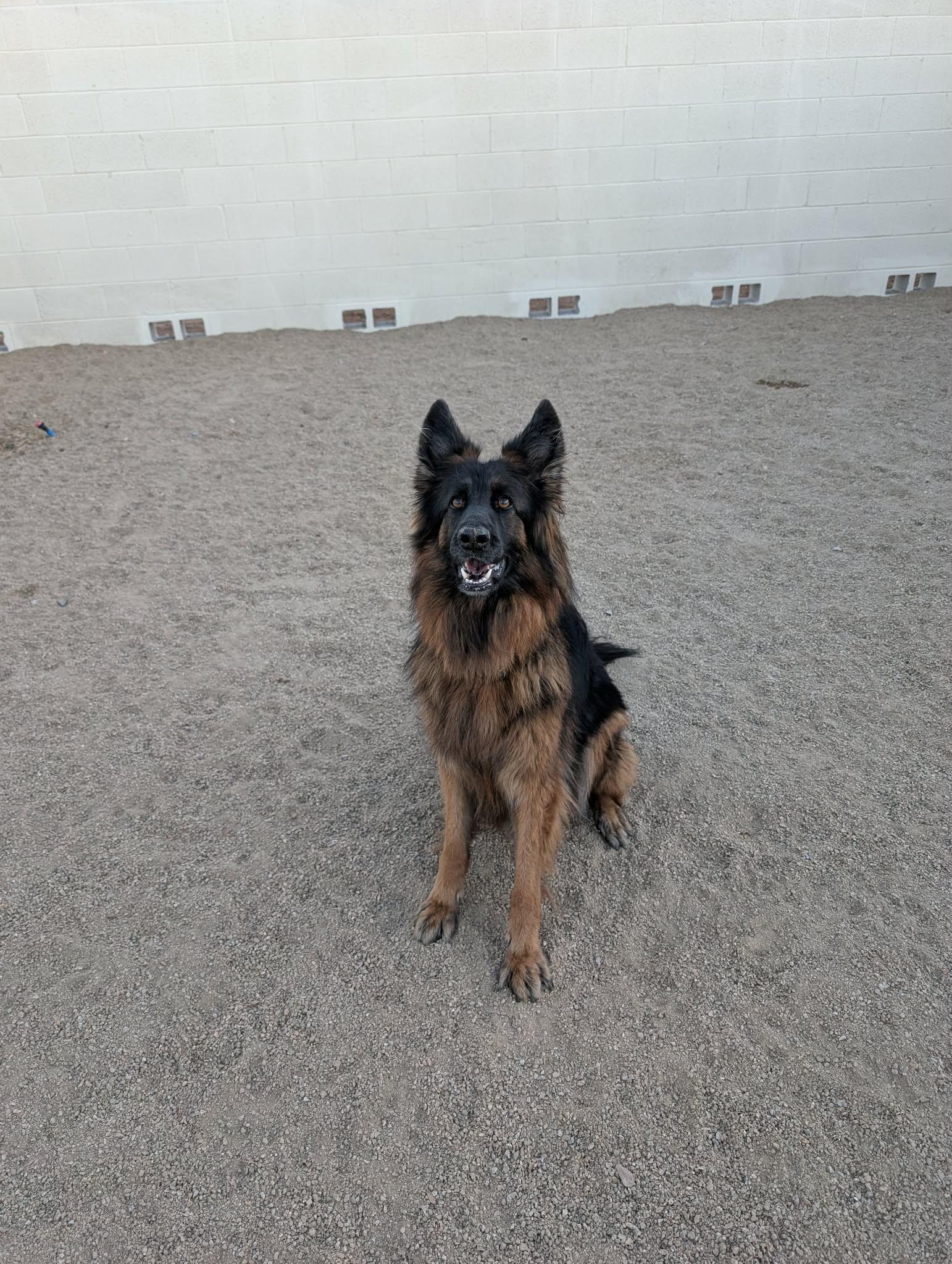 Enlarge Serafina, an adopted German Shepherd Dog in Glendale, AZ image 3/5