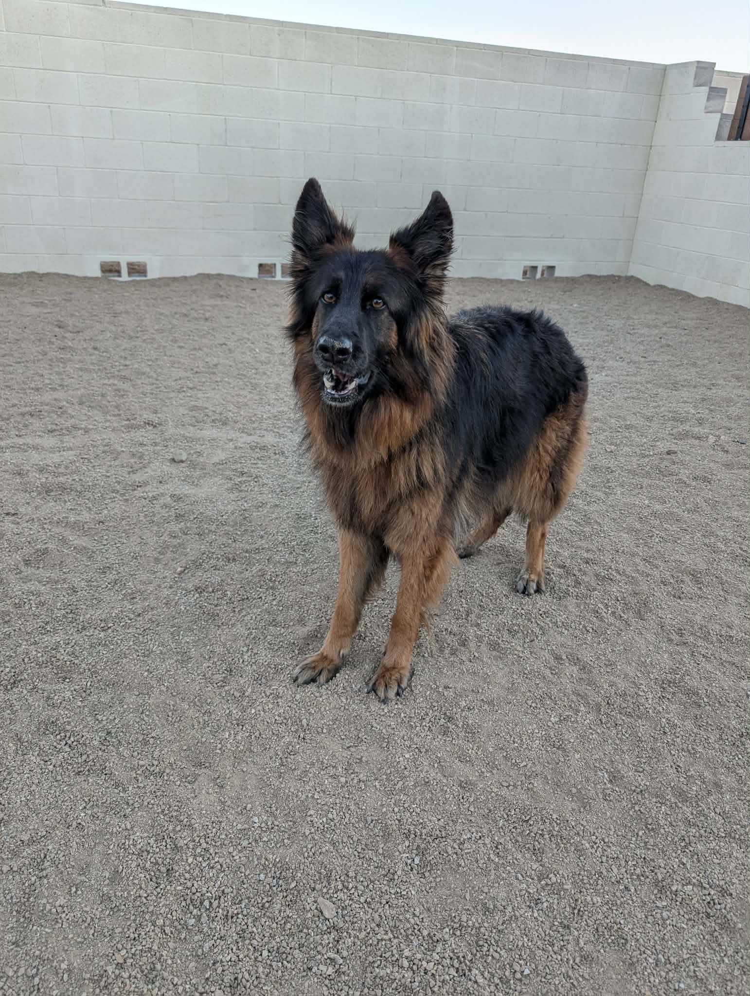 Serafina, adopted, Adult Female German Shepherd Dog.