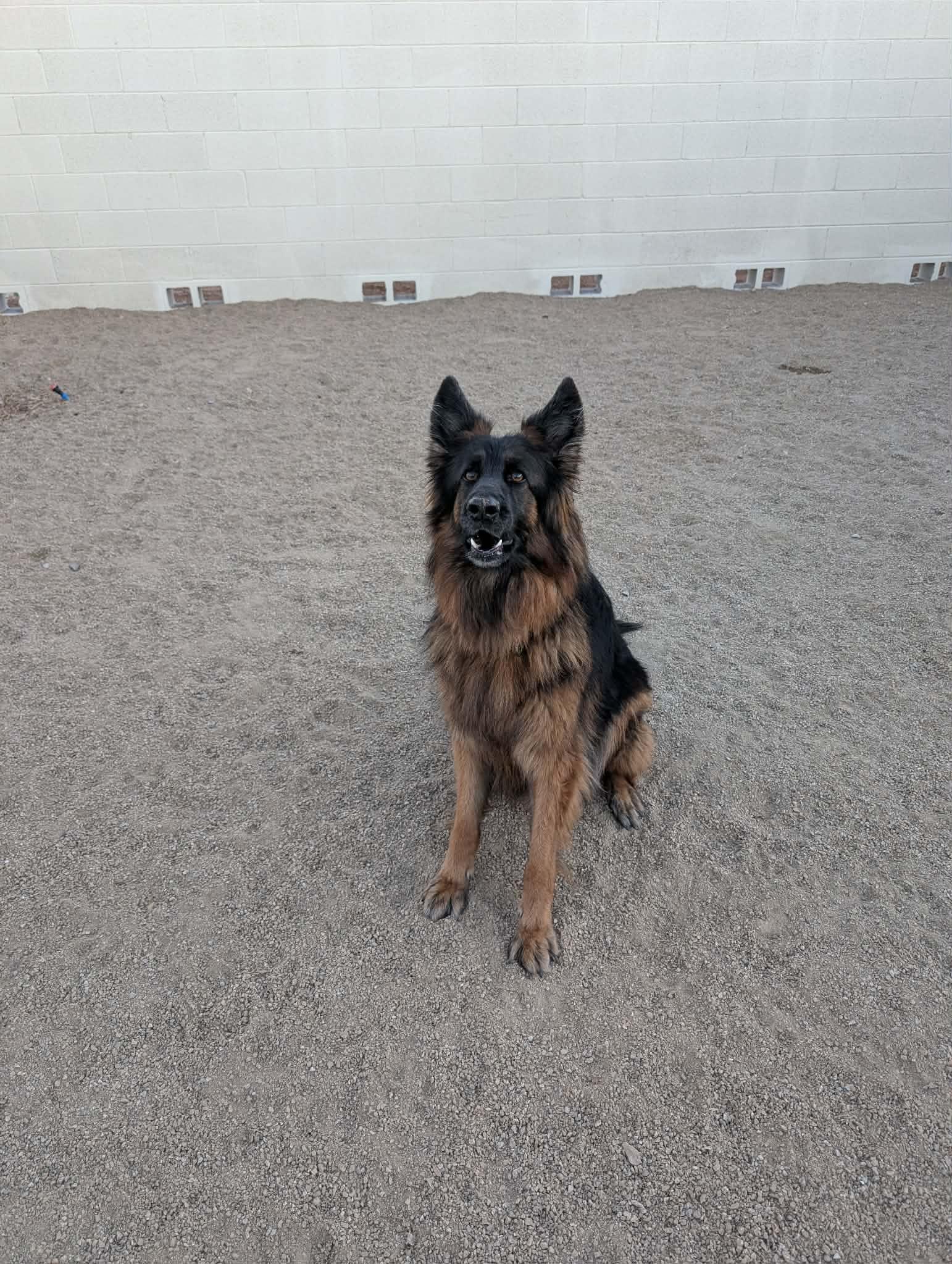 Enlarge Serafina, an adopted German Shepherd Dog in Glendale, AZ image 4/5