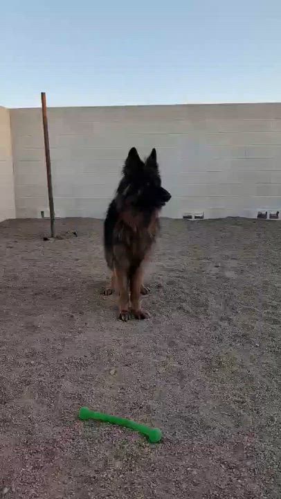 Enlarge Serafina, an adopted German Shepherd Dog in Glendale, AZ video 5/5