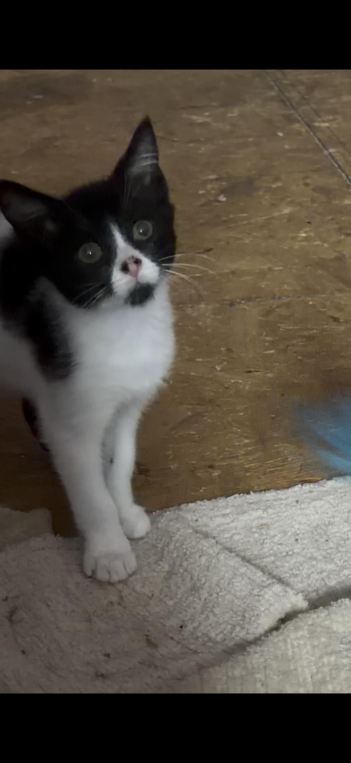 Lee, ADOPTABLE, Kitten Male Tuxedo & Manx.