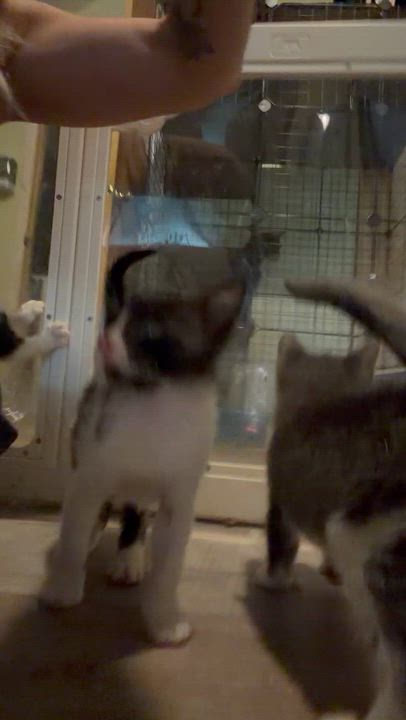 Enlarge Lee, a ADOPTABLE mixed breed in Newark valley, NY video 4/6