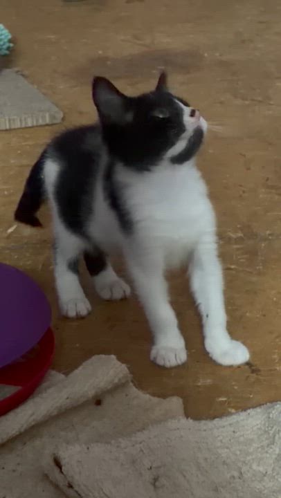Enlarge Lee, a ADOPTABLE mixed breed in Newark valley, NY video 5/6