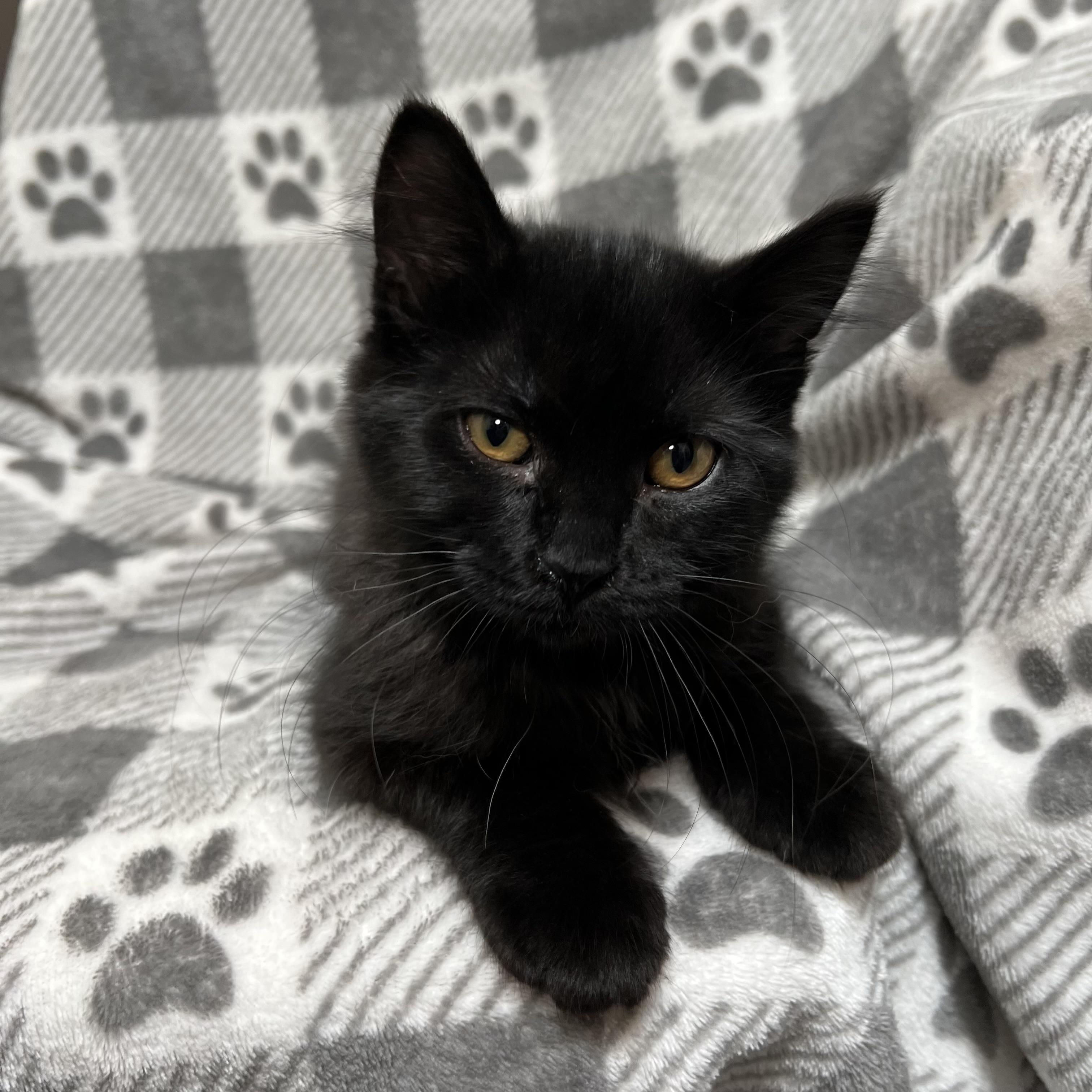 Daphne