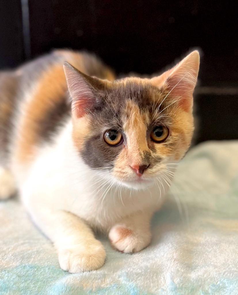 Enlarge S’more, a Adoptable mixed breed in Effingham, IL image 1/1