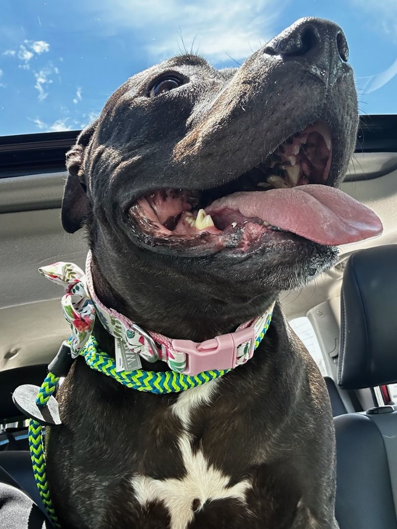 Cena, a Adoptable mixed breed in White Settlement, TX image 1/5