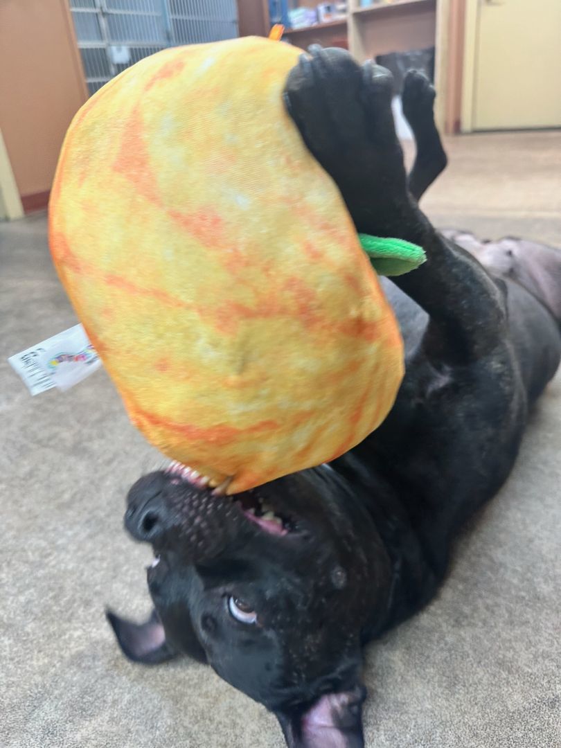 Cena, a Adoptable mixed breed in White Settlement, TX image 2/5