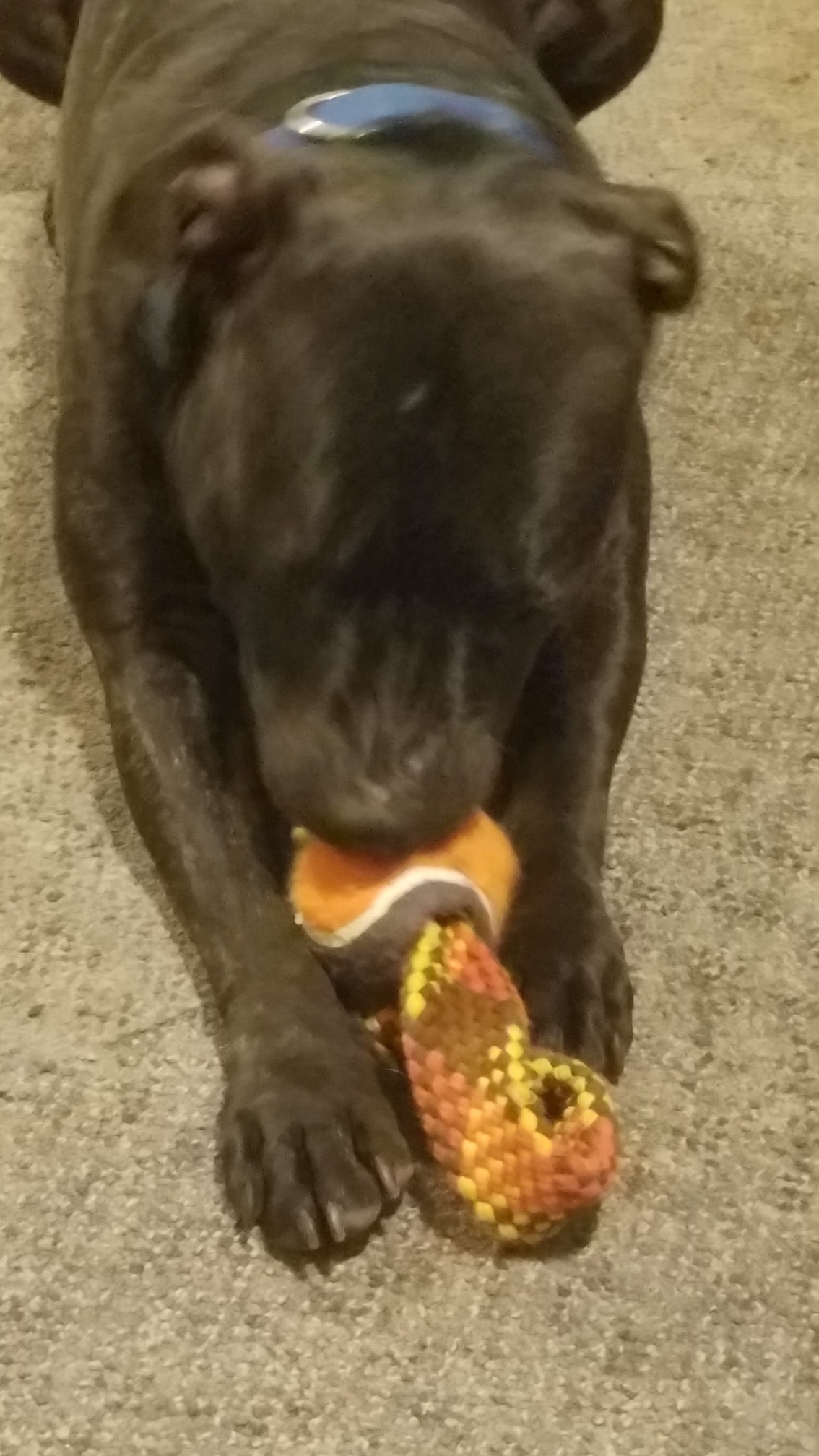 Cena, a Adoptable mixed breed in White Settlement, TX image 3/5