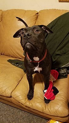 Cena, Adoptable, Young Female Staffordshire Bull Terrier.