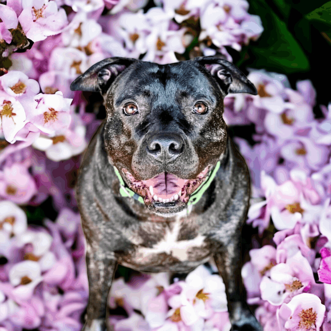Cena, a Adoptable mixed breed in White Settlement, TX image 5/5