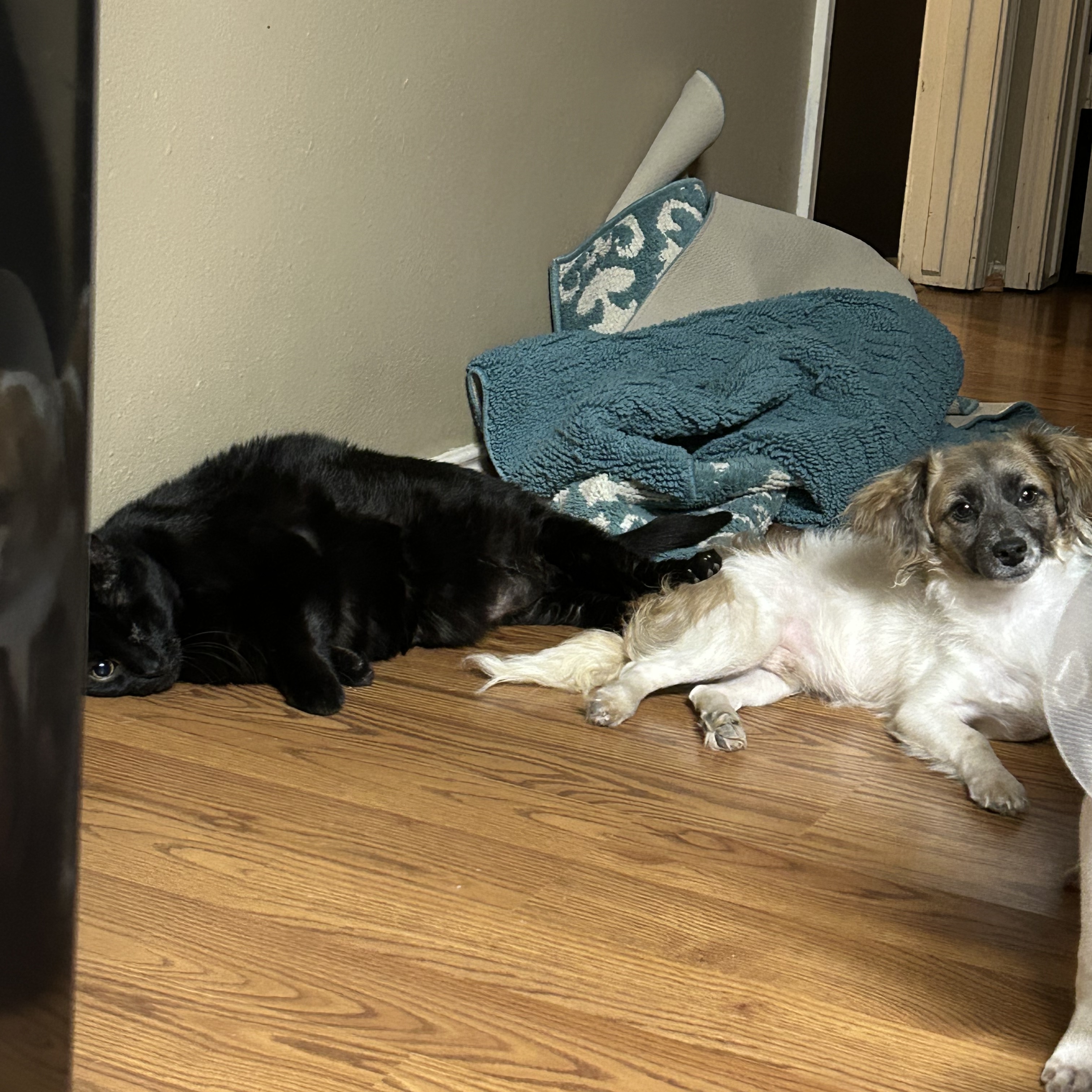 LITTLE LARRY (bonded with Leo) — thumbnail 5