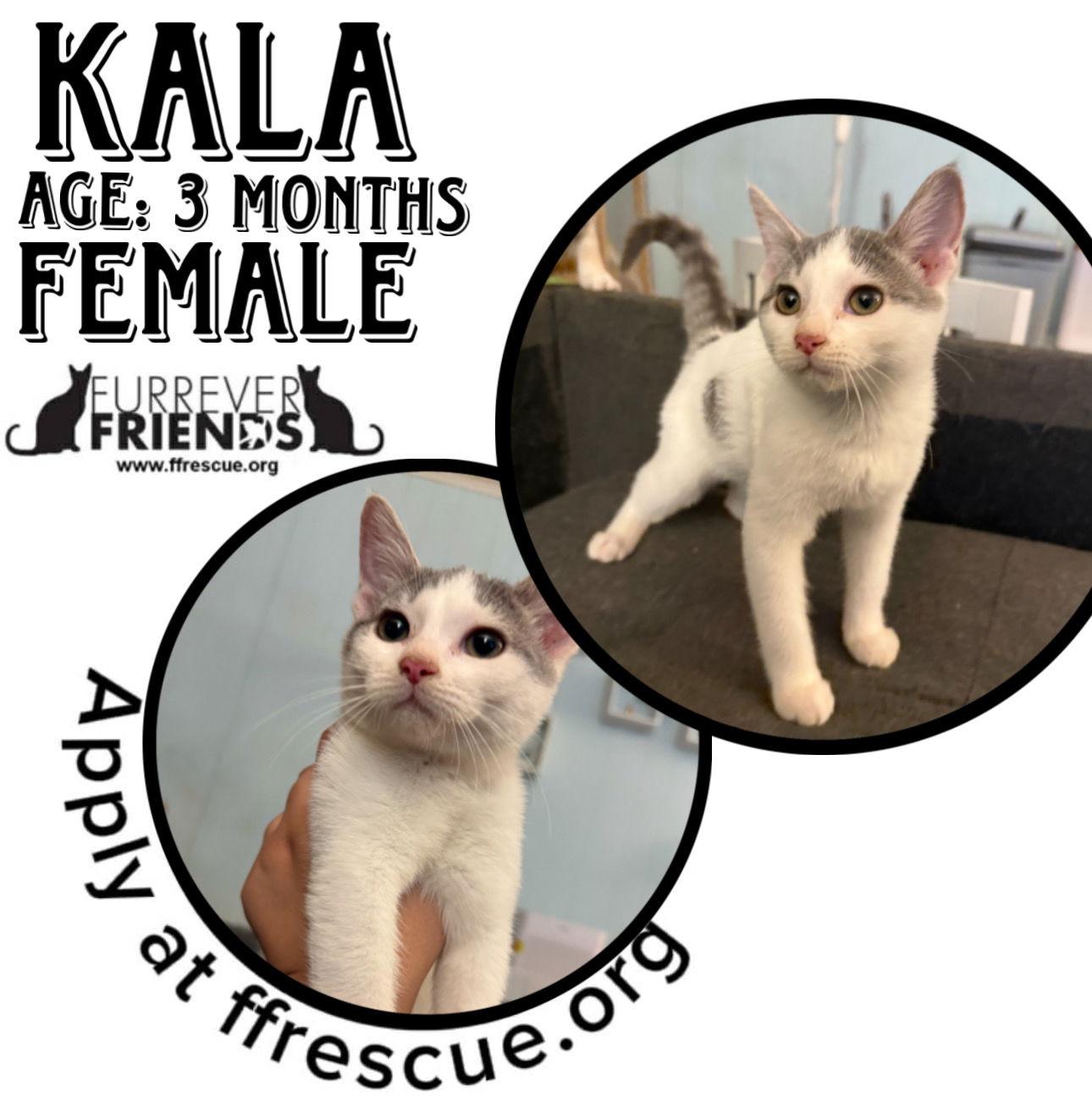 Enlarge Kala, a Adoptable Domestic Short Hair in Woodbury, NJ image 1/1