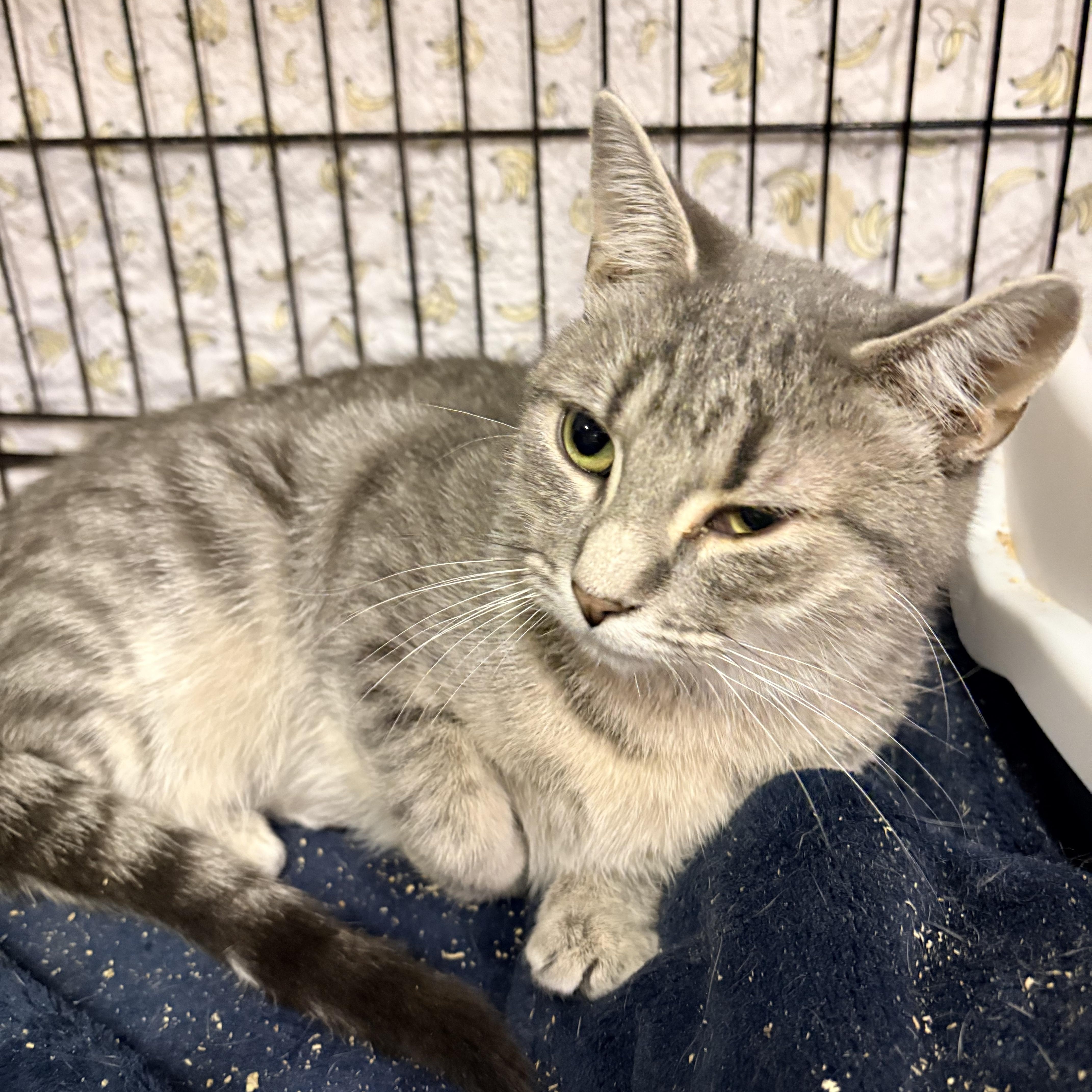 Violet, Adoptable, Adult Female Domestic Short Hair.