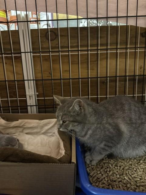 Enlarge Violet, a Adoptable Domestic Short Hair in Fredericton, NB image 5/6