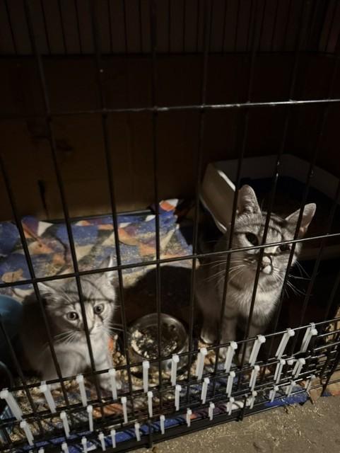 Enlarge Violet, a Adoptable Domestic Short Hair in Fredericton, NB image 2/6