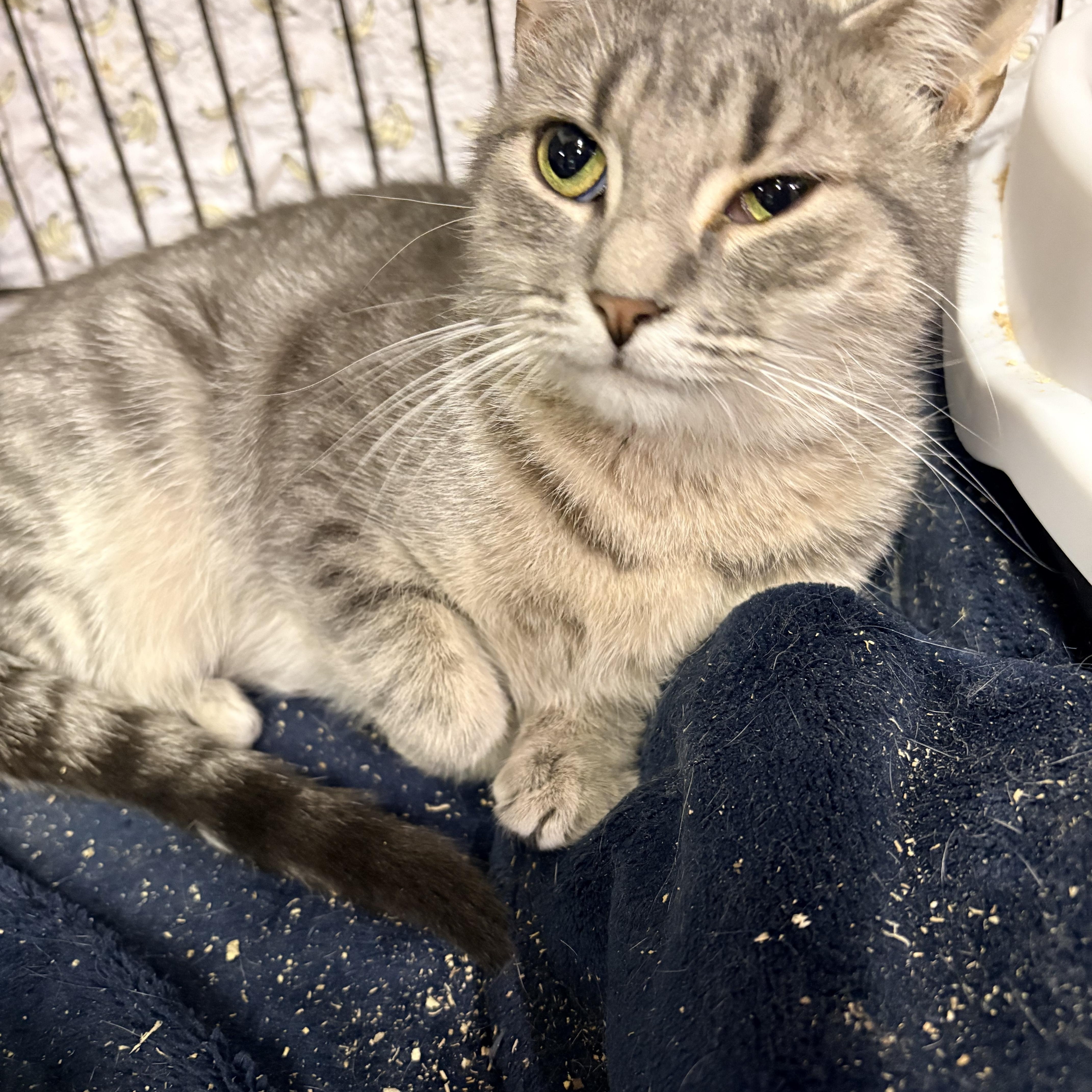 Enlarge Violet, a Adoptable Domestic Short Hair in Fredericton, NB image 6/6