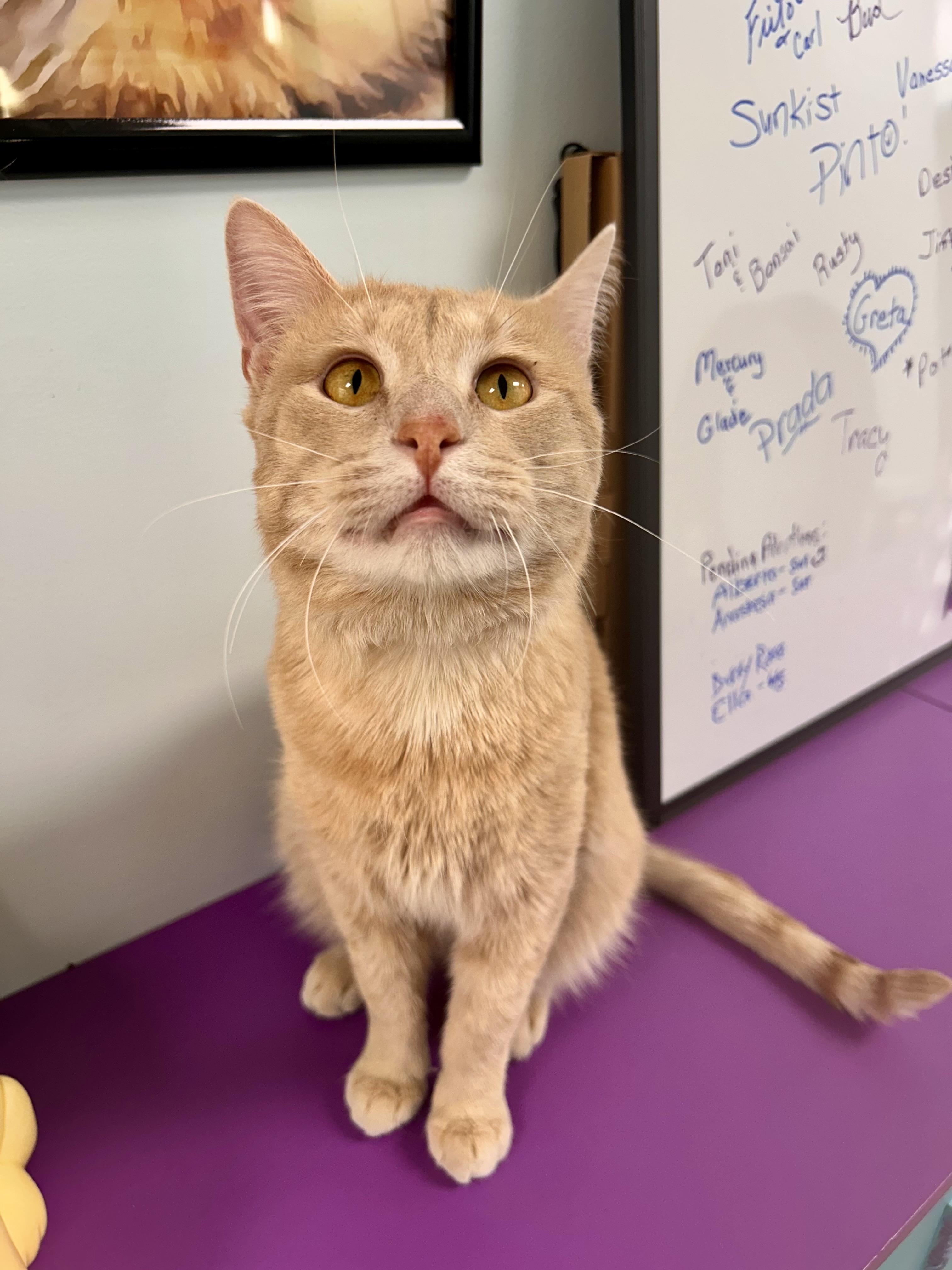 Enlarge Tristan , an adoptable Tabby in Grand Rapids, MI image 3/6