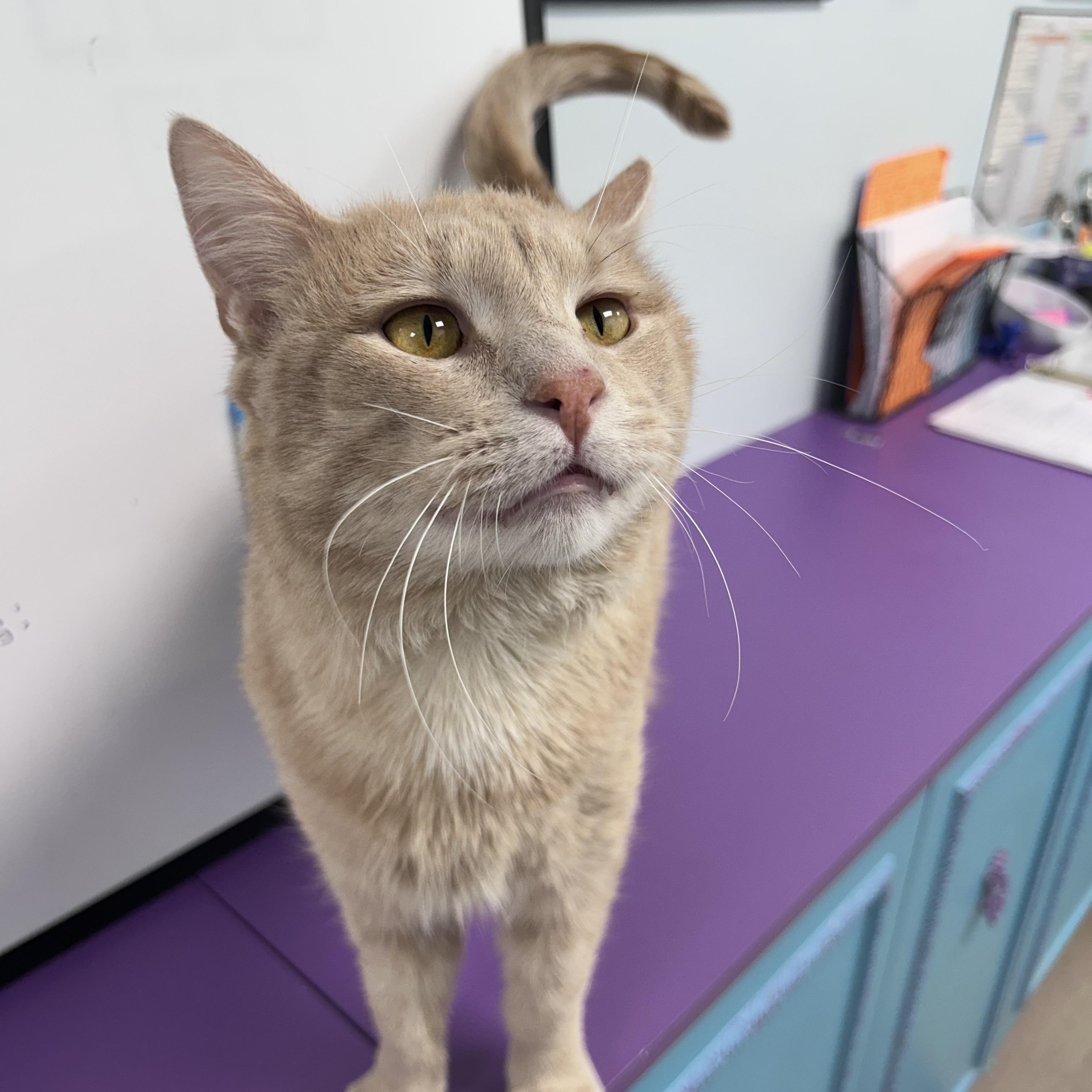 Tristan , adoptable, Adult Male Tabby.