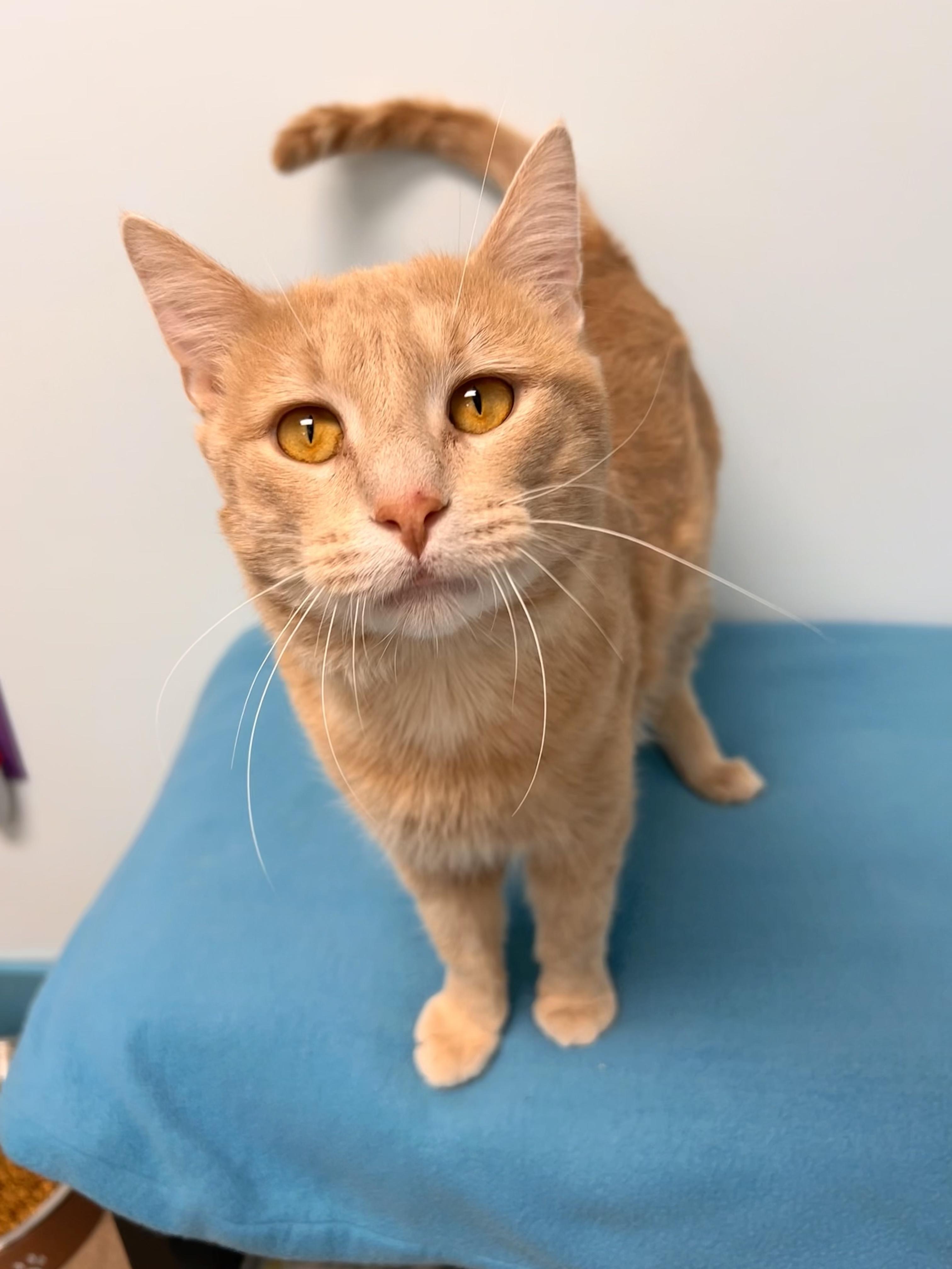 Tristan , adoptable, Adult Male Tabby.